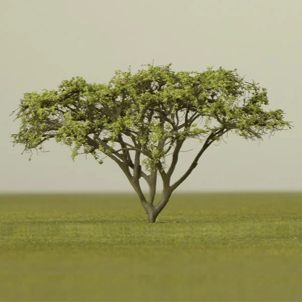 A model acacia tree