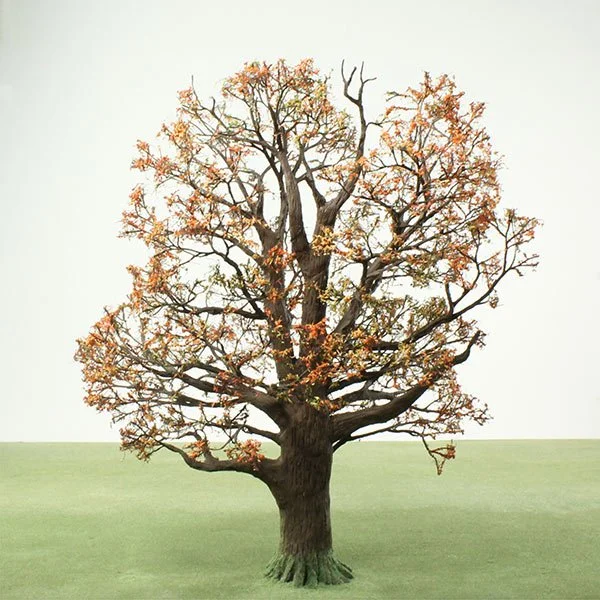 A scale model of an Oak tree