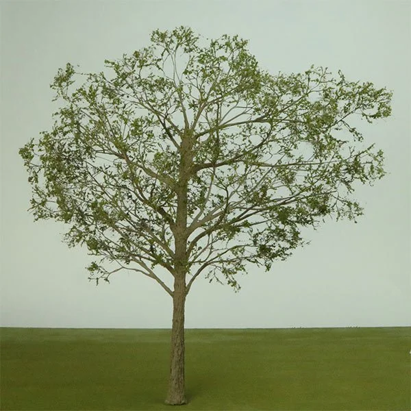 A scale model deciduous tree
