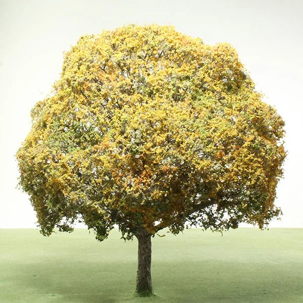 A scale model of a beech tree