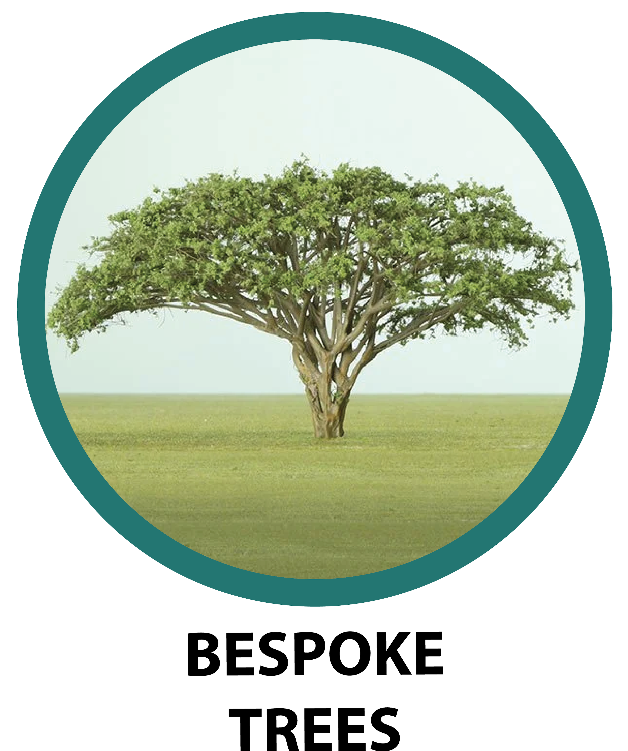 An image of a model acacia tree against a green grassy backdrop with a pale sky.