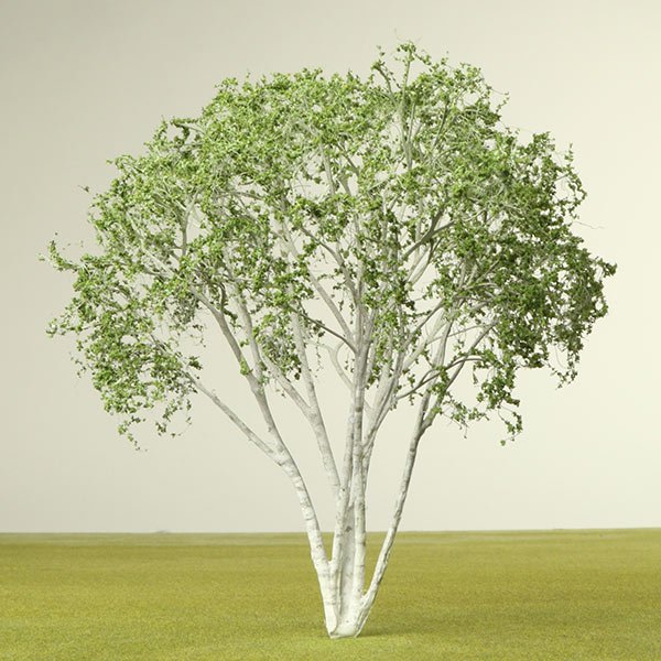 A scale model of a birch tree
