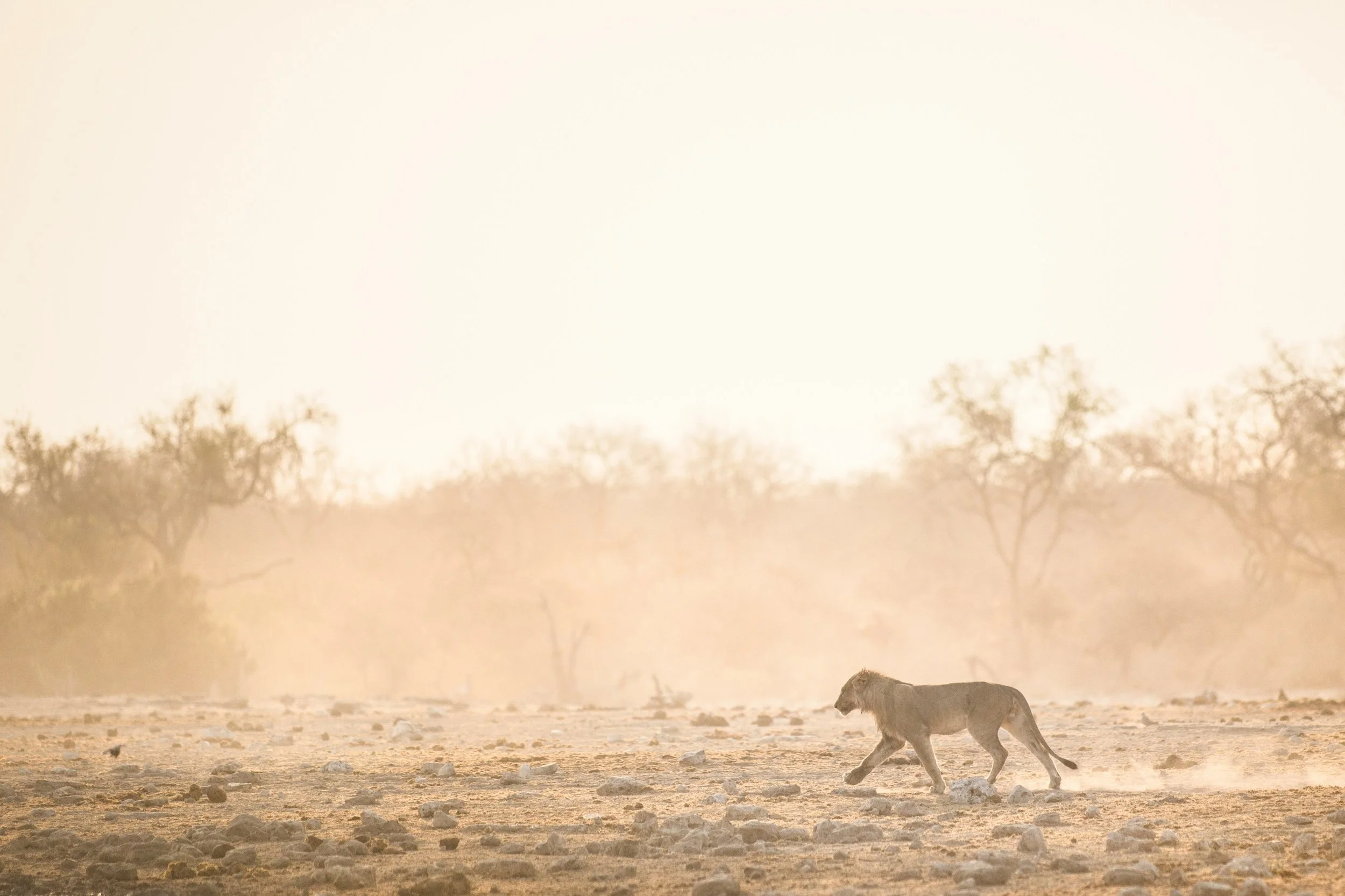 A lion walking across a dry, rocky landscape in what appears to be a savannah with sparse trees in the background, during a dusty sunset or sunrise.