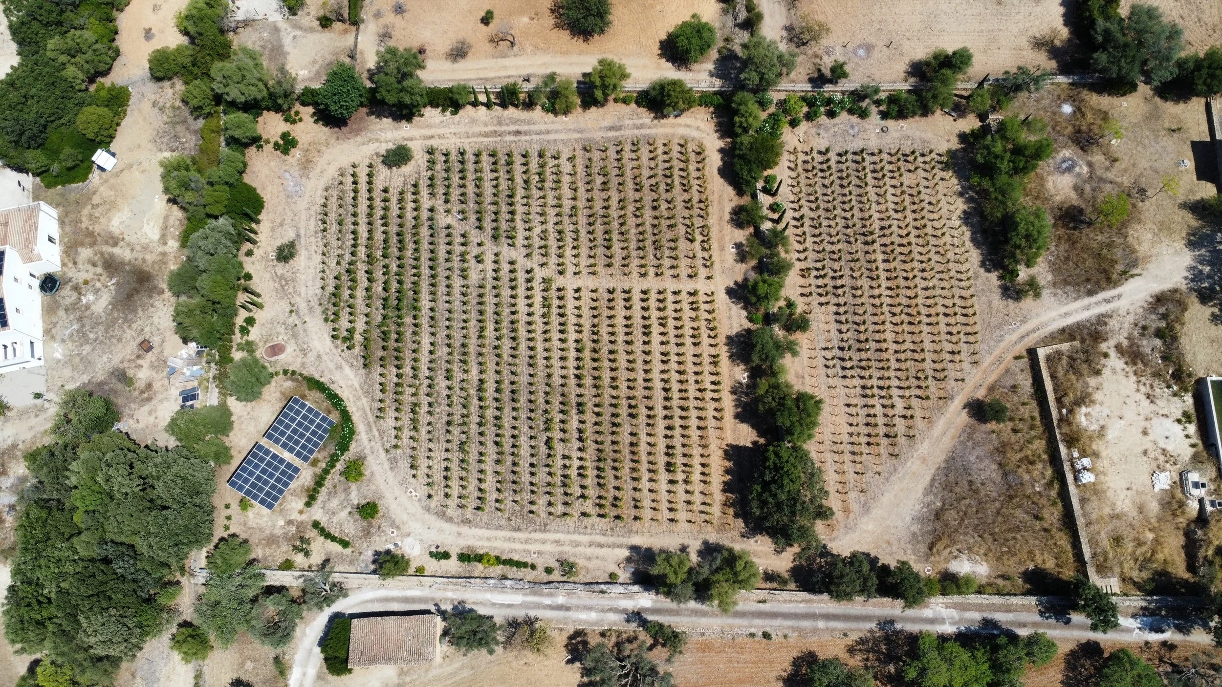 Aerial view of agricultural land with organized rows of trees, dirt paths, and a small building with solar panels.