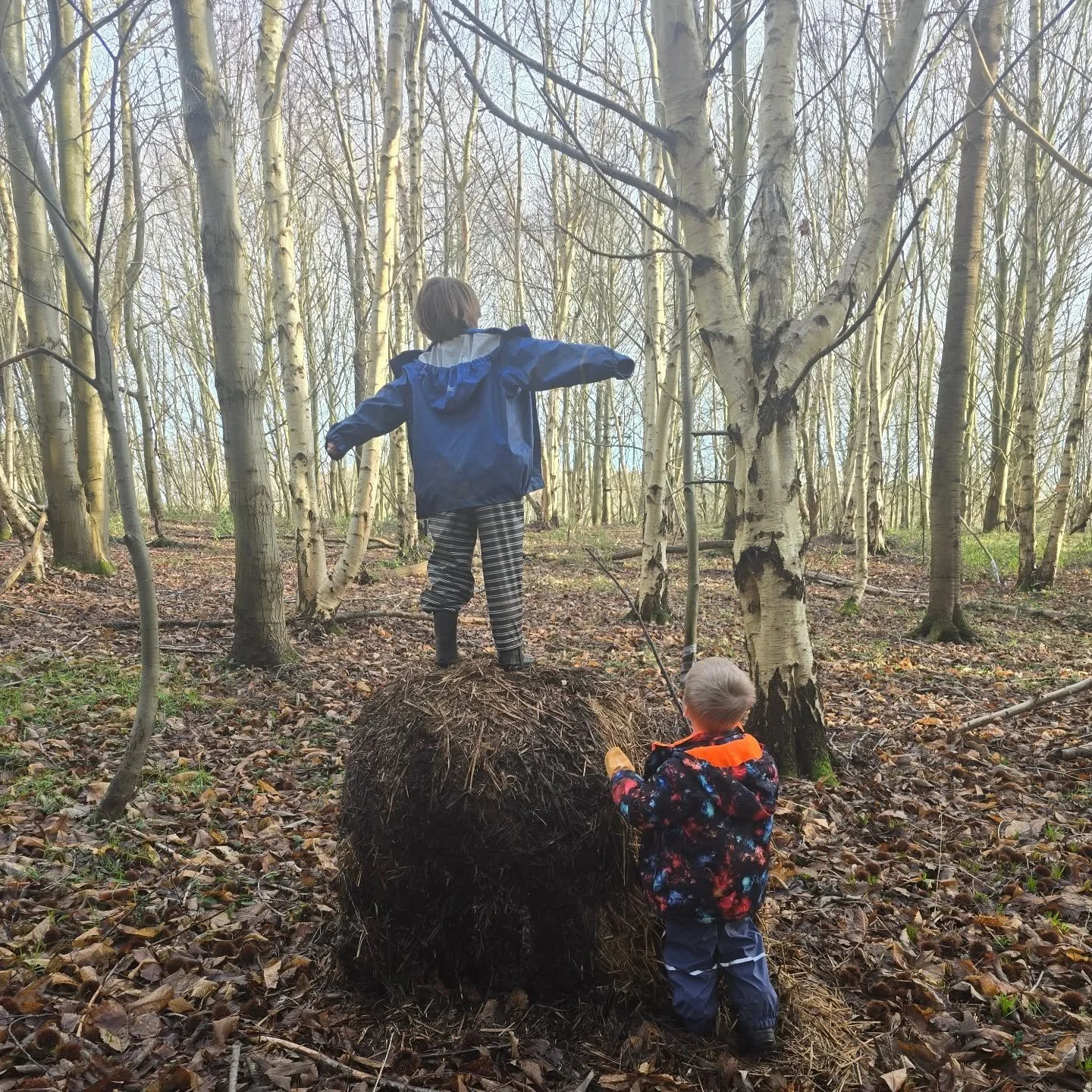 Our second Home Educators group.

Small in number, but rich in conversation, curiosity and connection.

We spent time in the woods, climbing, collecting, wondering, noticing the early signs of spring before heading back to the Barn. 

Thank you for a