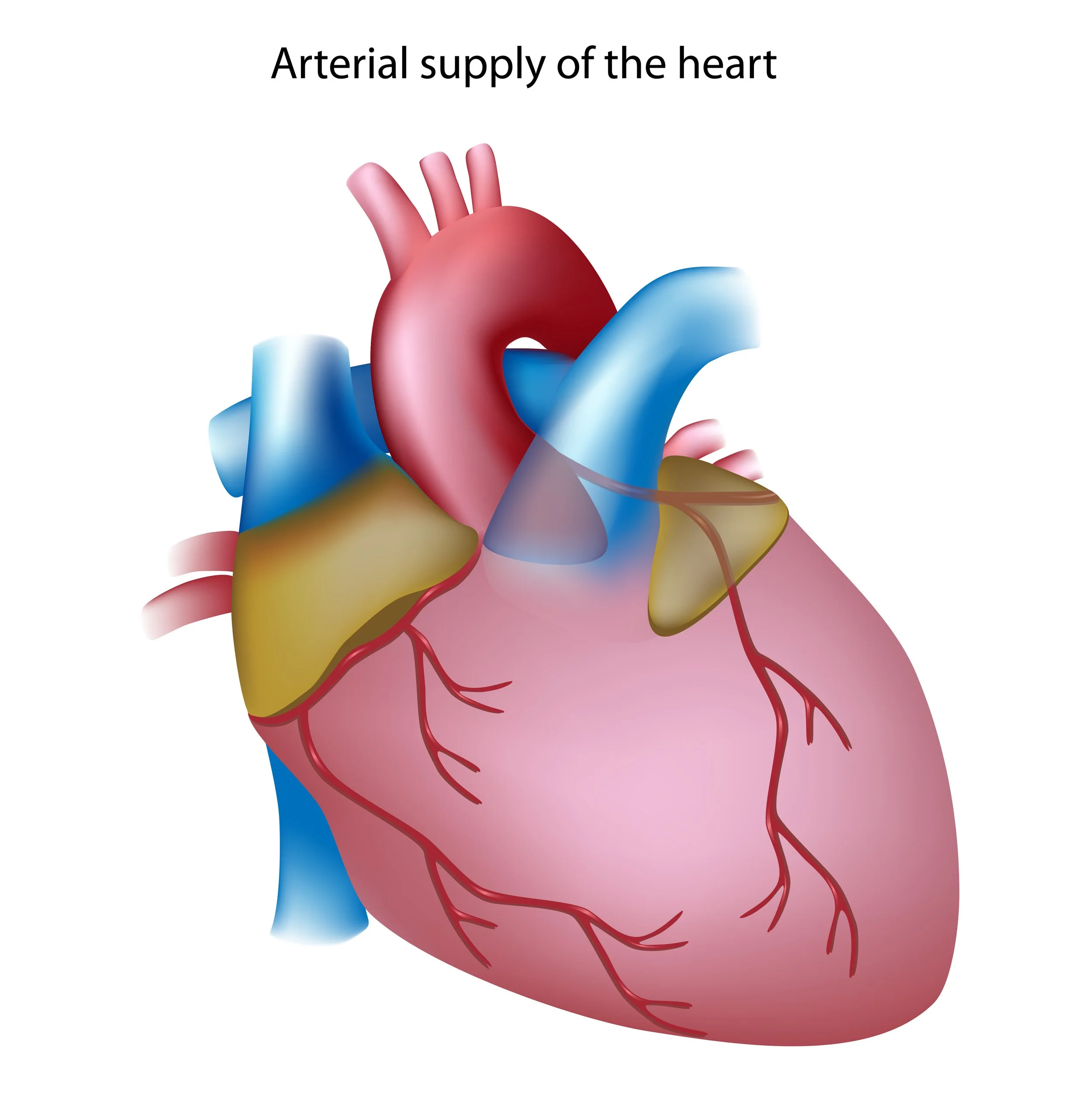 Arterial supply of the heart
