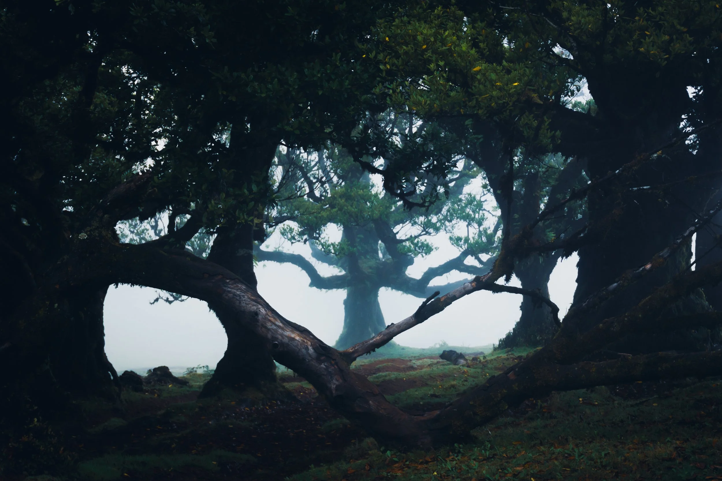 "Circle song", Madeira, portugal 