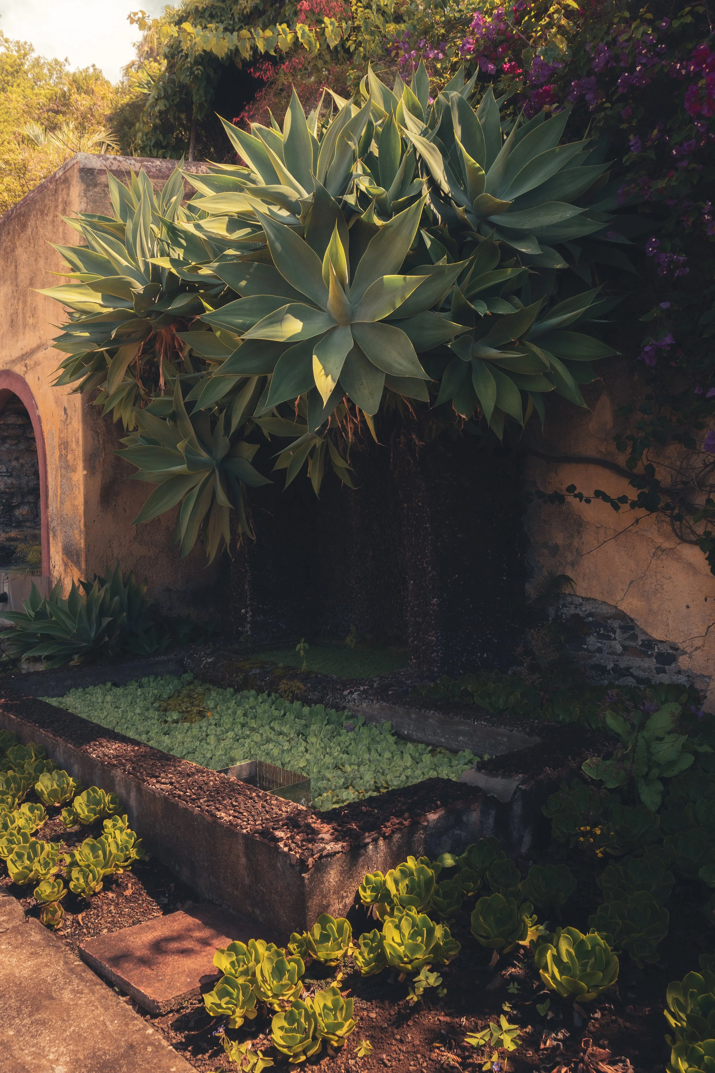 Jardim Botânico da Madeira, Portugal #SBM01745