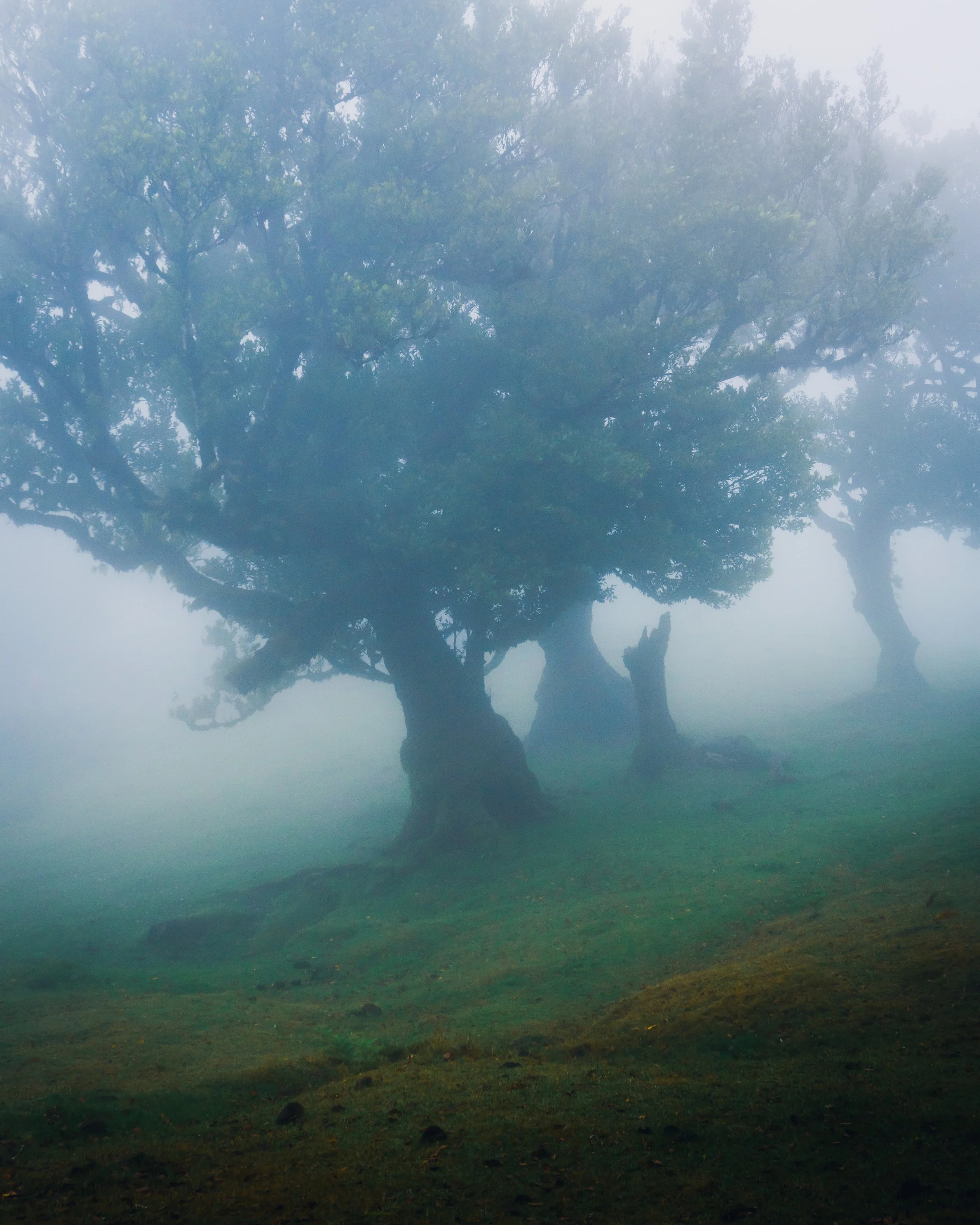 "Something missing", Madeira, Portugal #SBM02080 