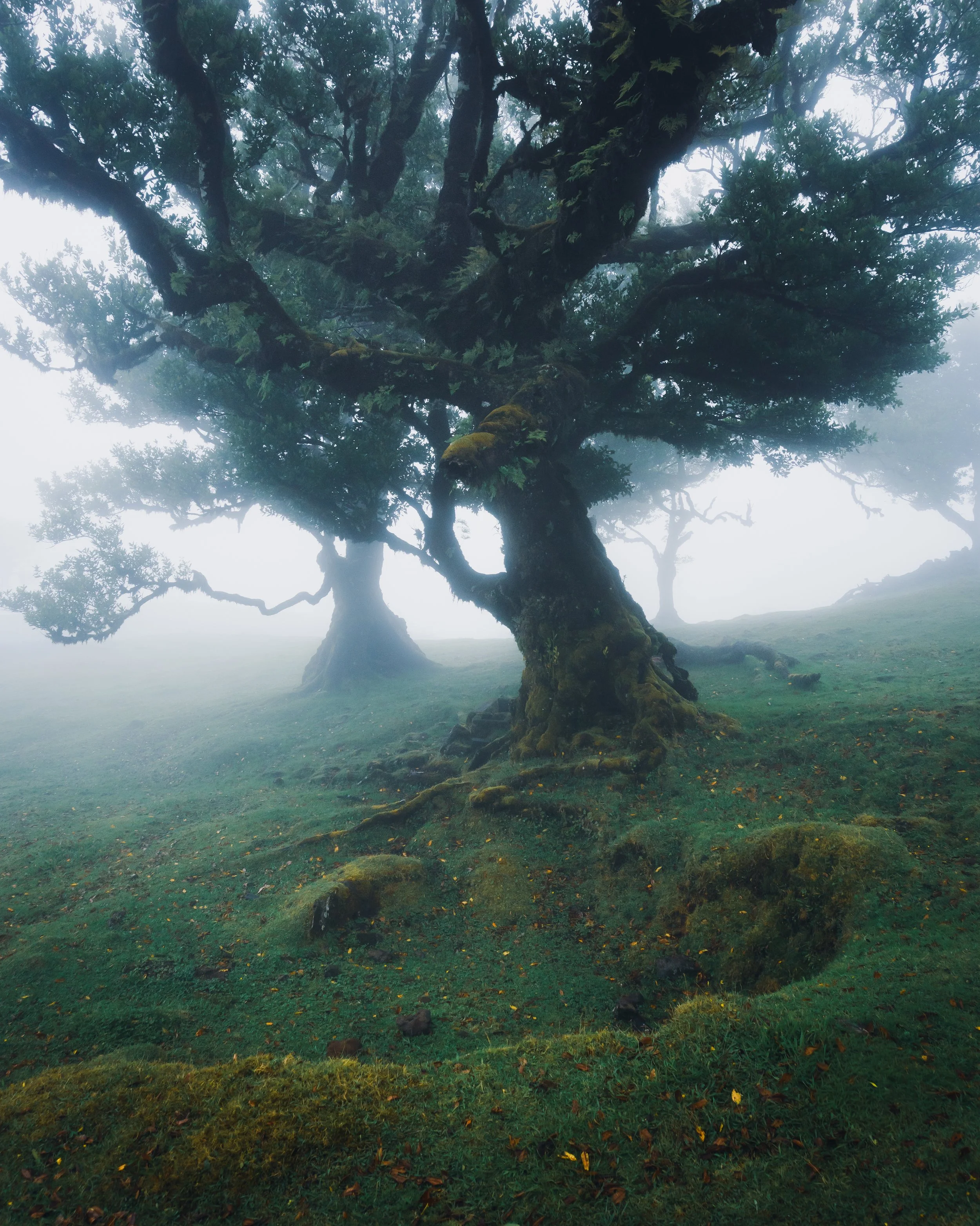 "Laurel Couple", Madeira, Portugal #SBM02069