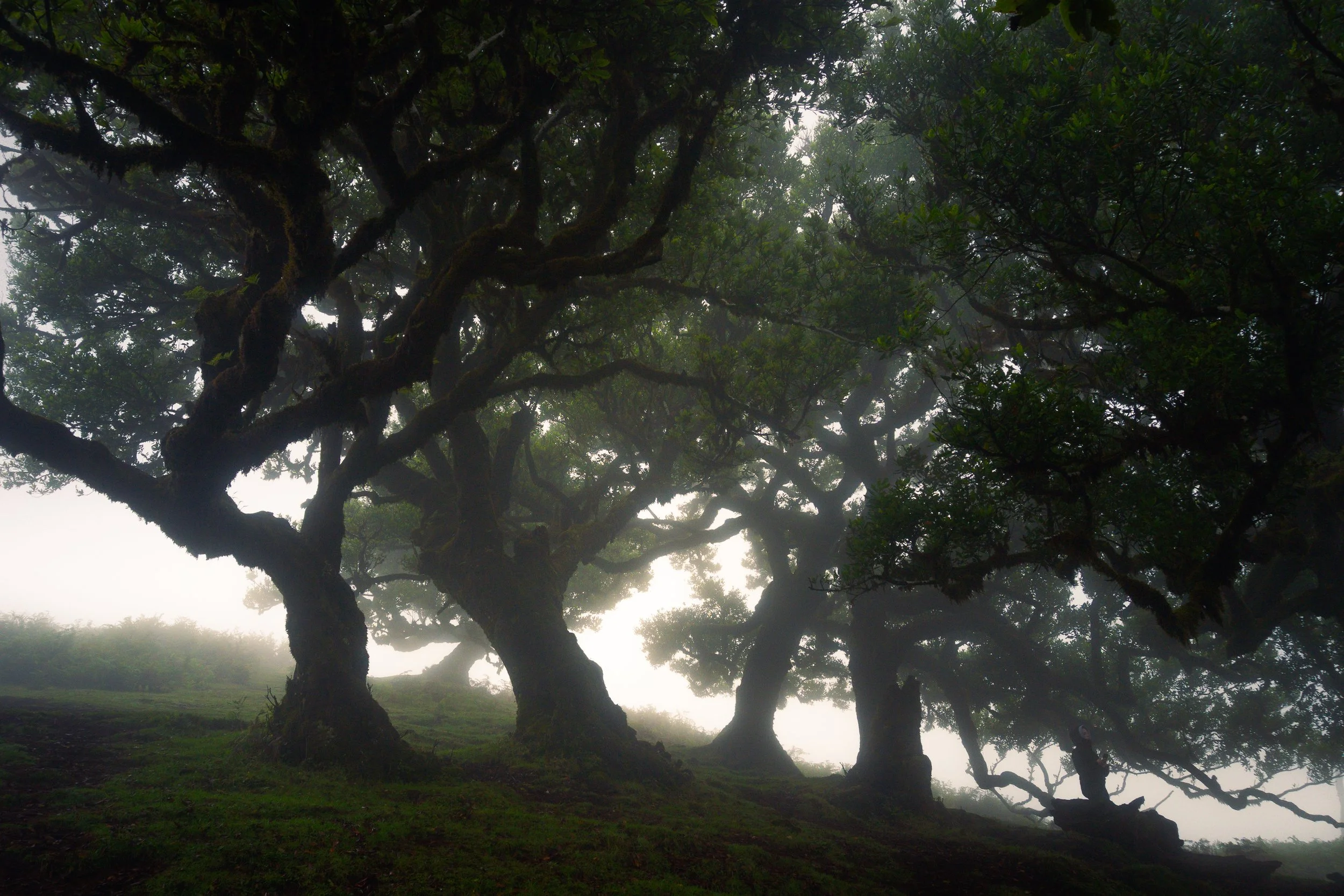 "Morning light", Madeira, Portugal #SBM02137
