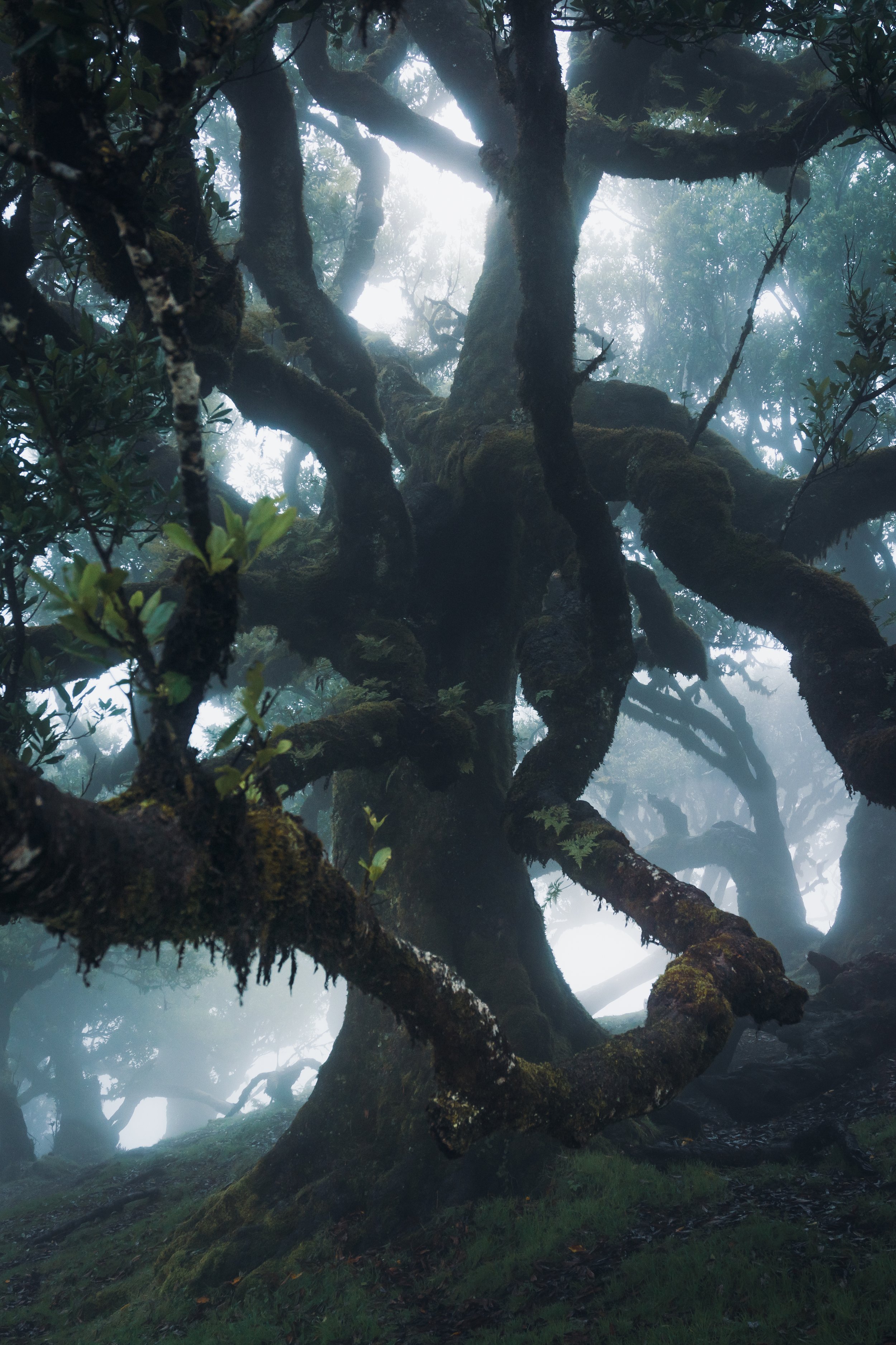Approaching tree - Madeira, Portugal