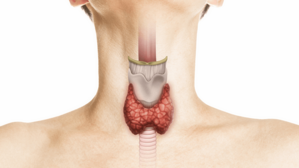 La thyroïde, un pivot majeur de la santé hormonale féminine