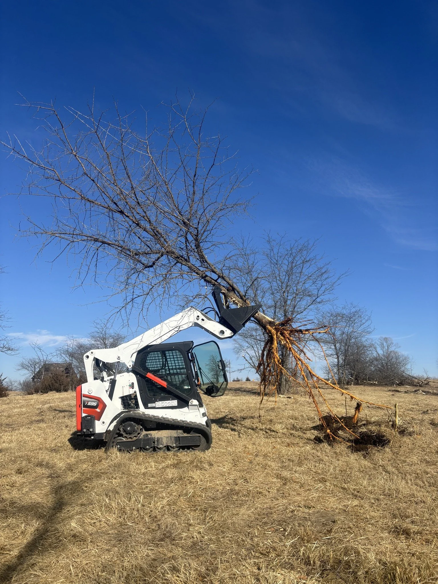 A small white skid-steer loader lifting a fallen tree in an open grassy field under a blue sky.