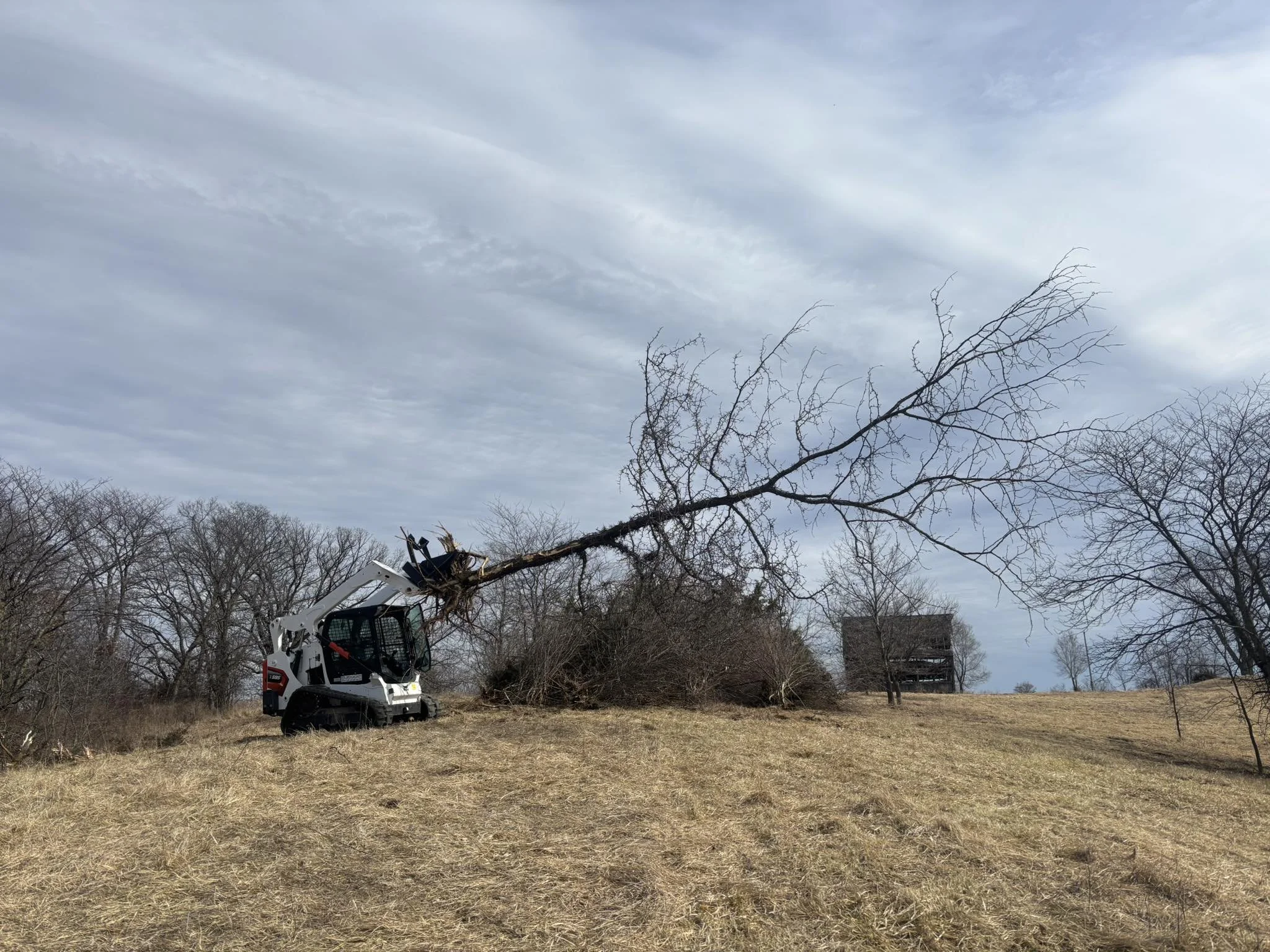 A small white and black skid steer loader lifting and removing a fallen tree in a grassy field with leafless trees and a cloudy sky in the background.