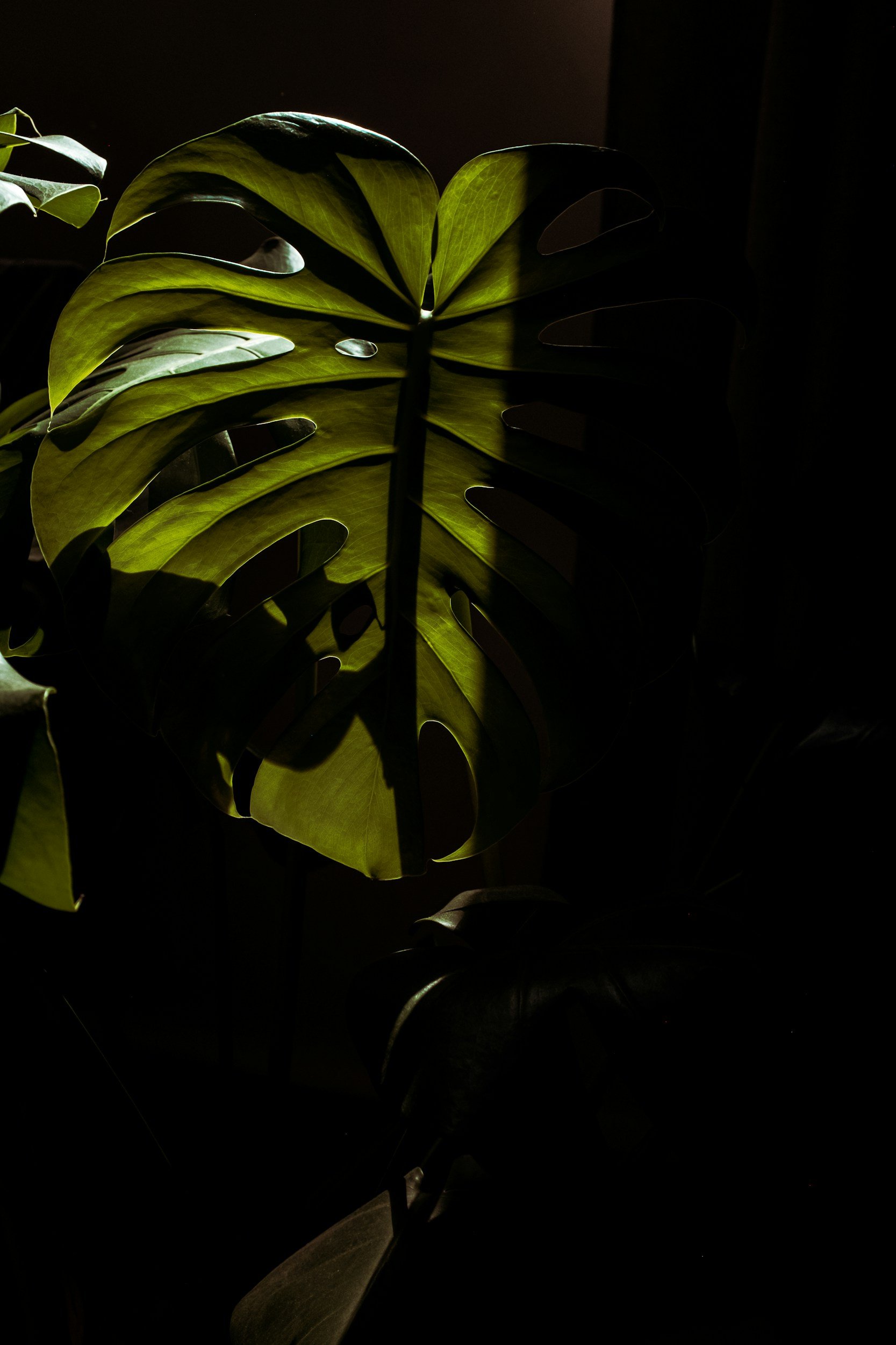 A close-up of a large green monstera leaf with sunlight shining through, creating shadows and highlights.