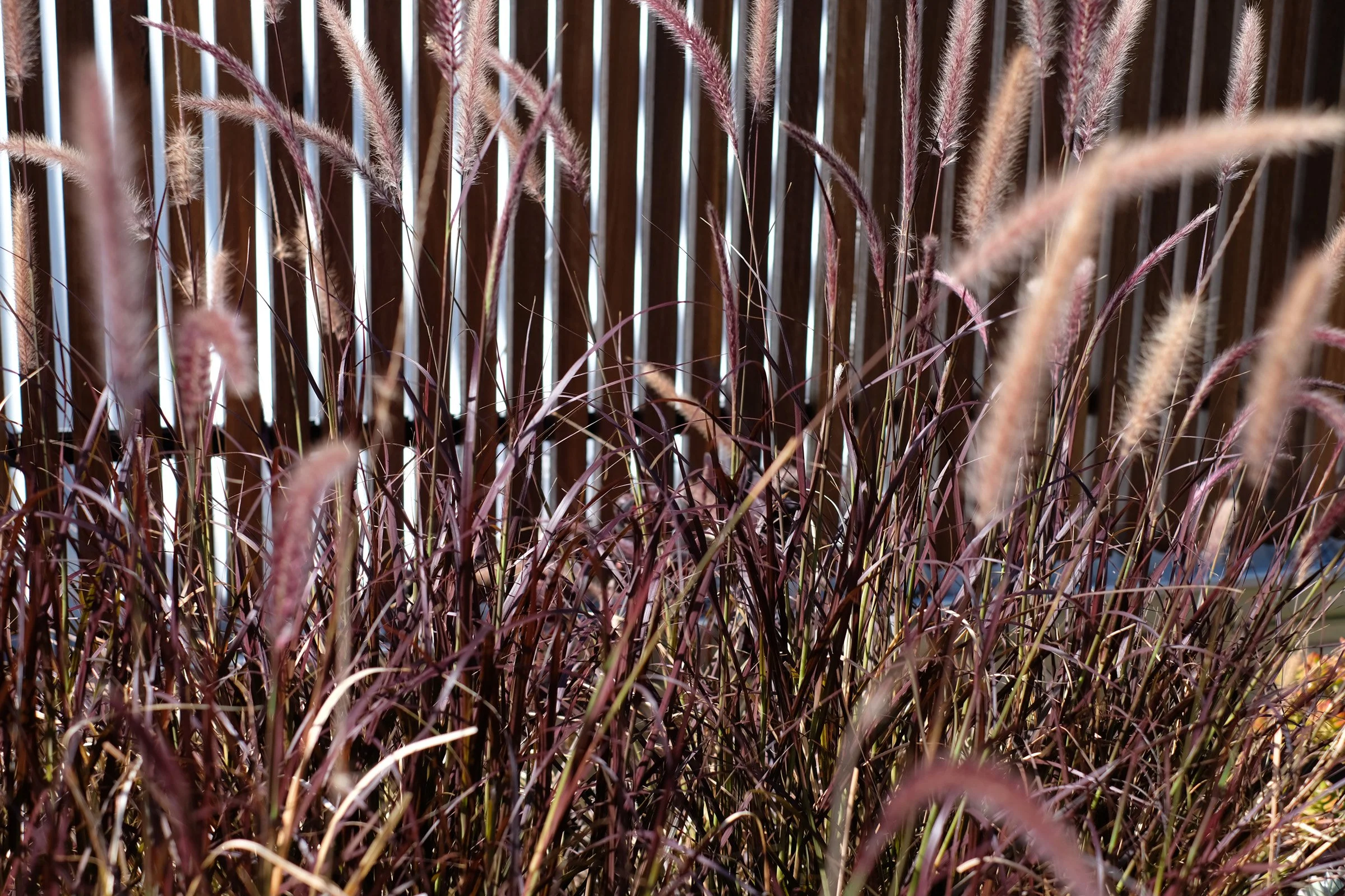 Close-up of ornamental grass plants with pinkish-purple feathery plumes in front of a wooden fence.