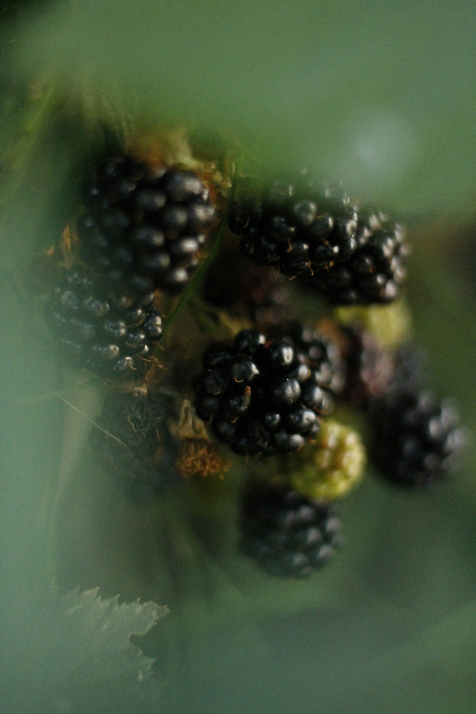 Recipe: Chocolate and Blackberry Cakes