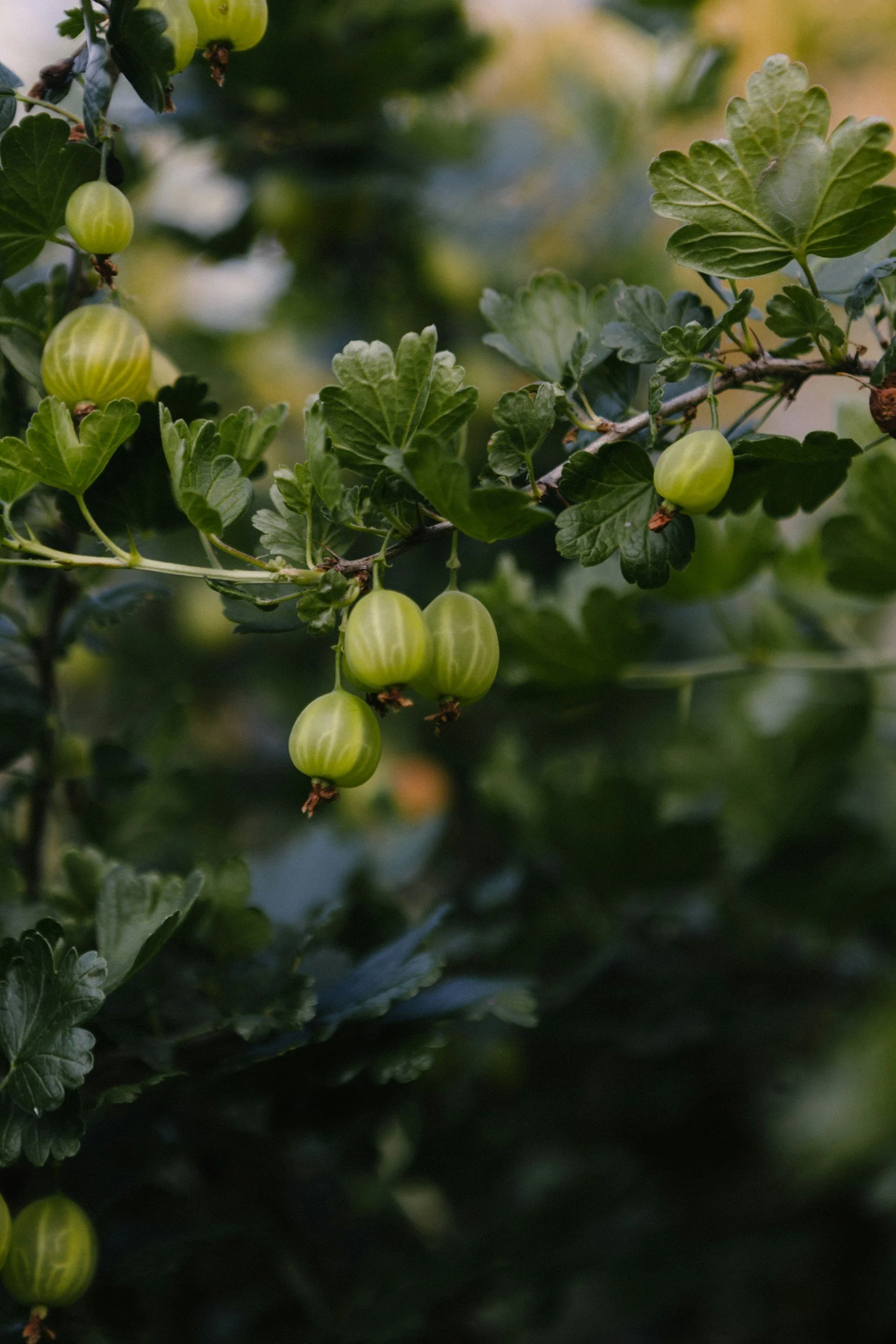 Recipe: Gooseberry, Ginger and Almond Cake