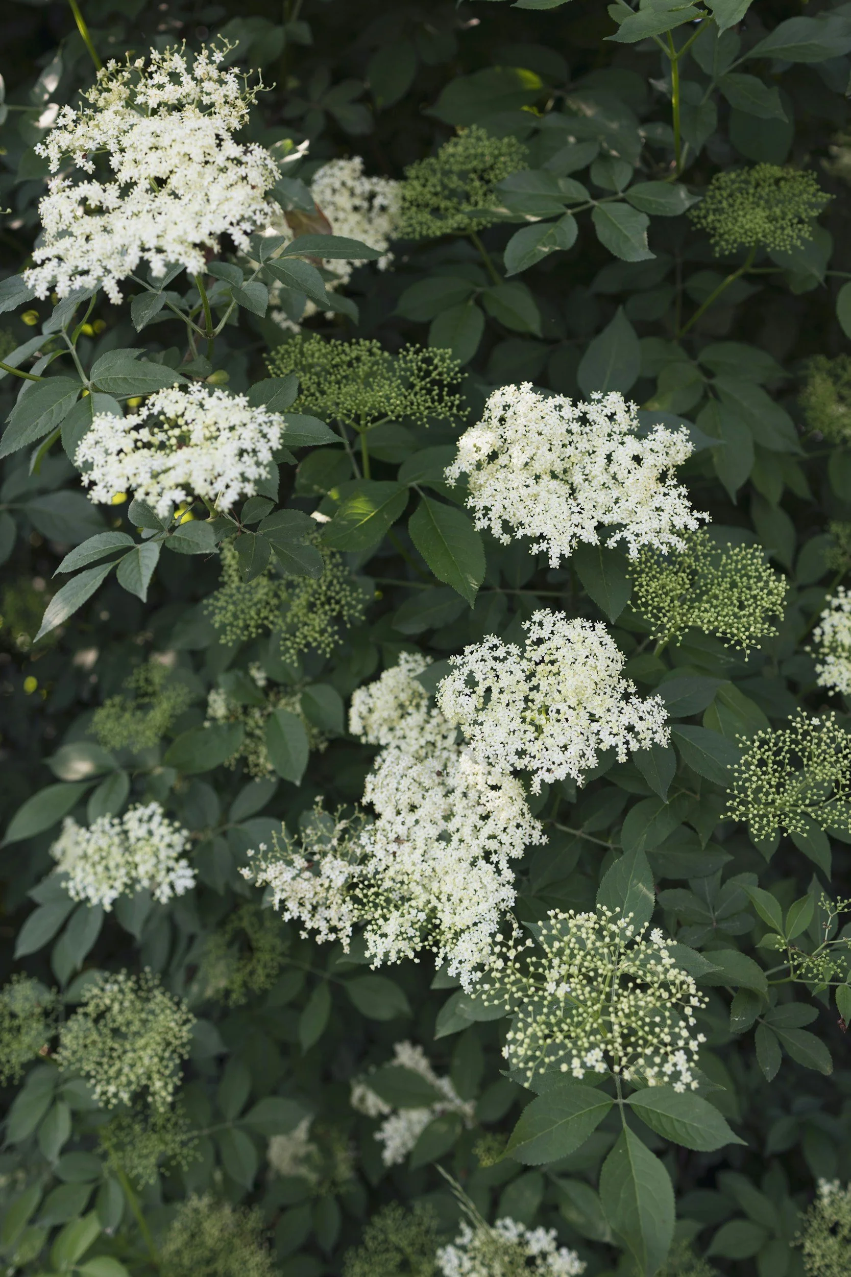 Reflection: Elderflower and the Light of Litha