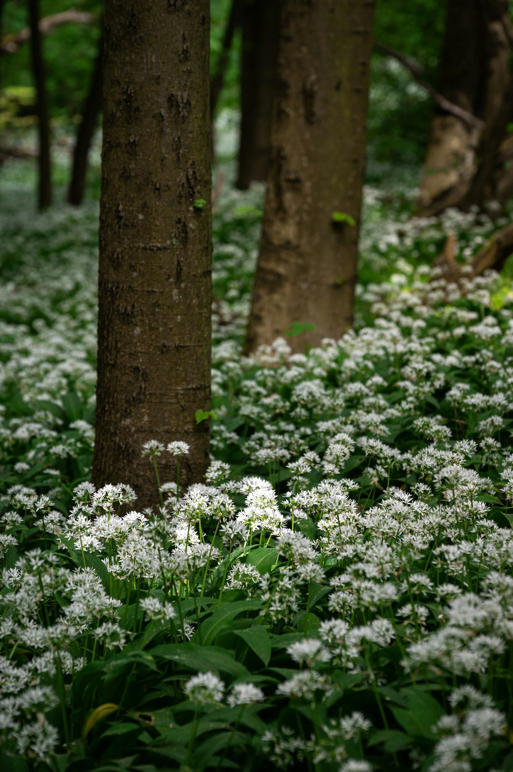 Activity: Five Ways to Celebrate Ostara