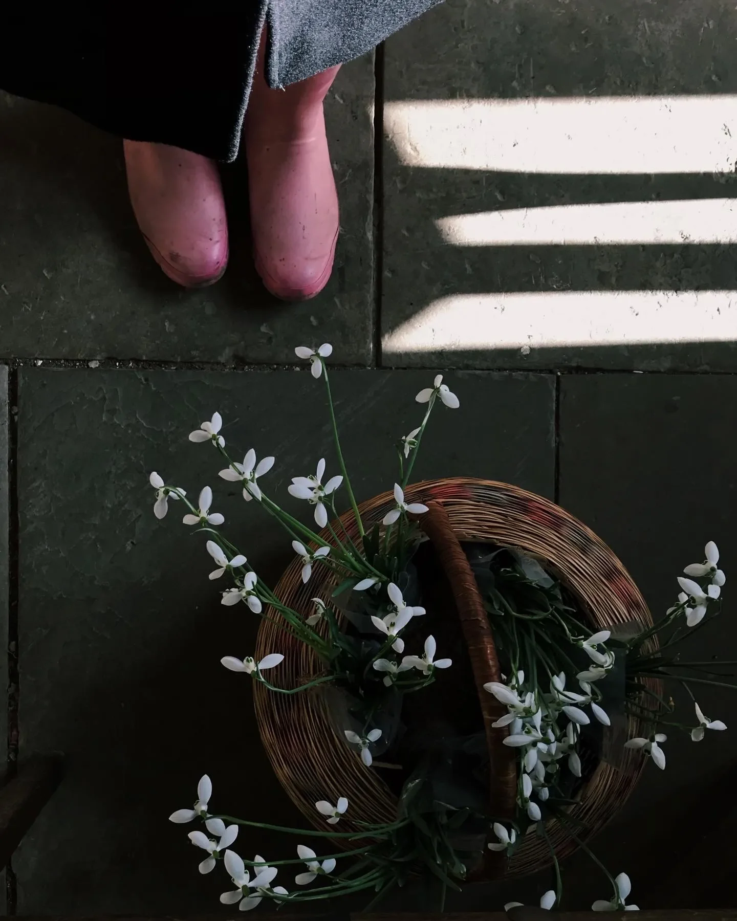 Reflection: Imbolc Nature Notes to Notice