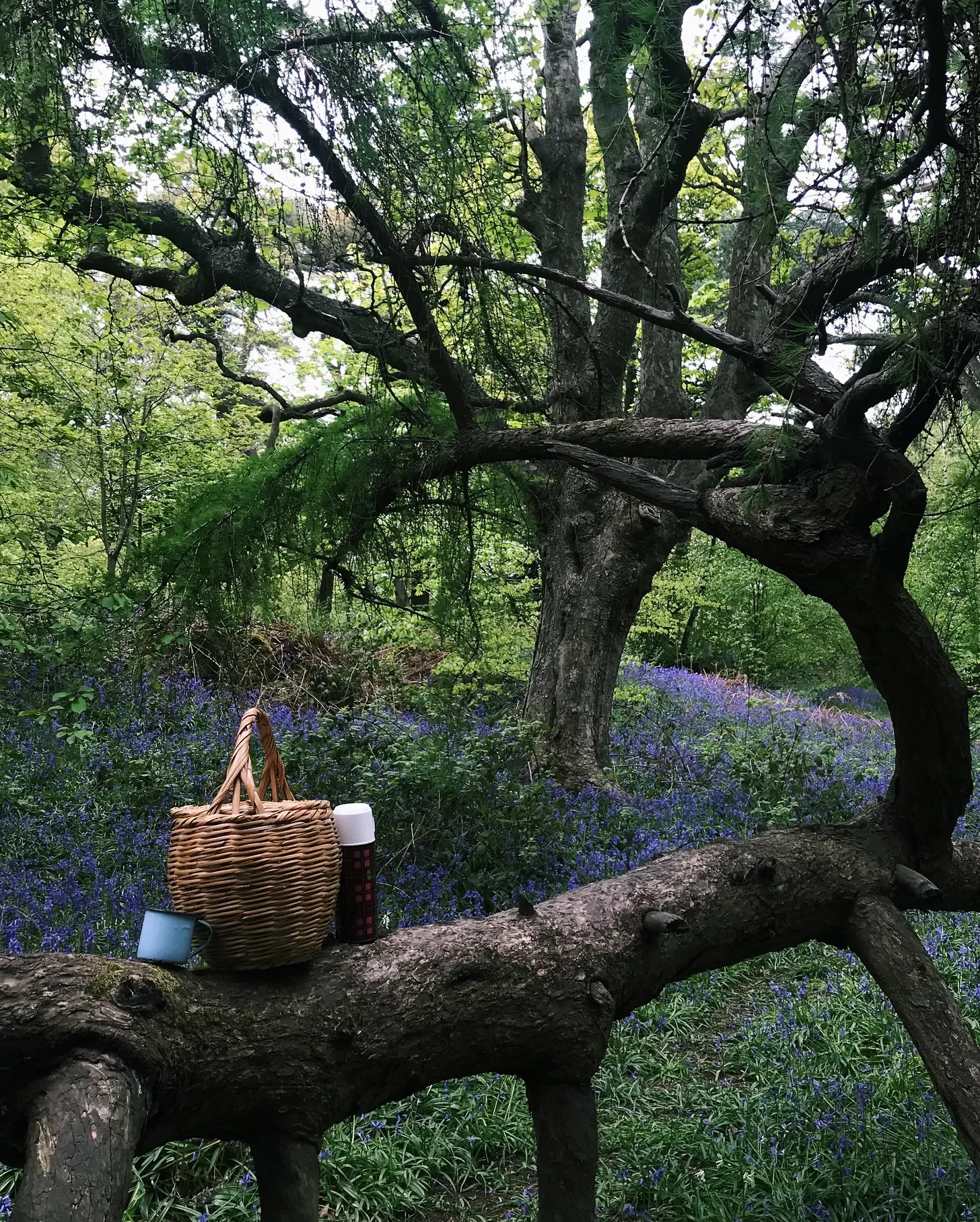 Reflection: Nature Notes To Notice