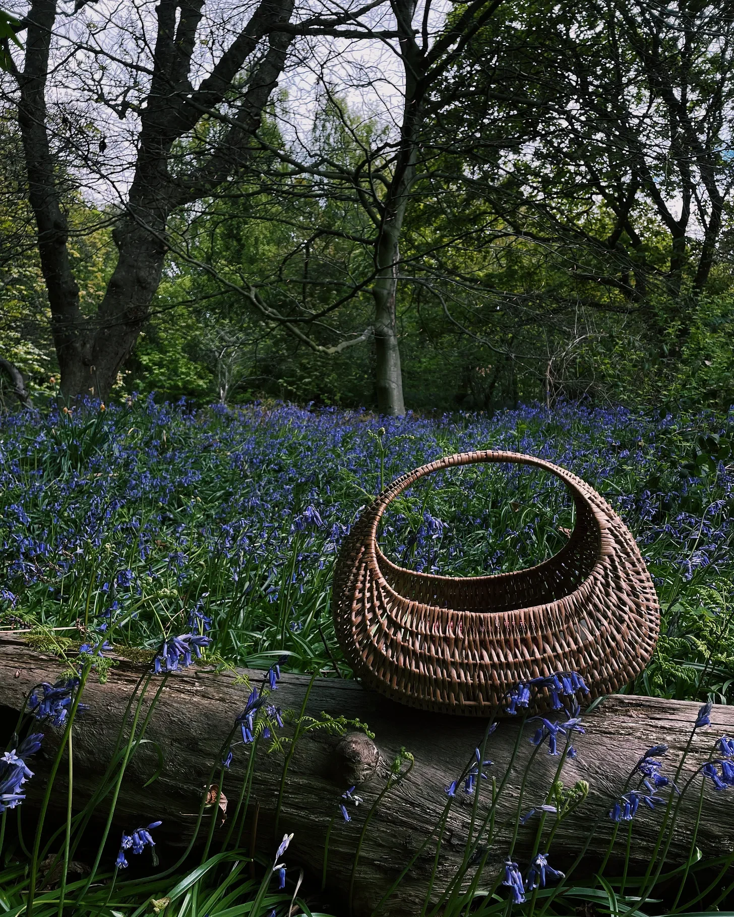 Reflection: An Ode to the Bluebell