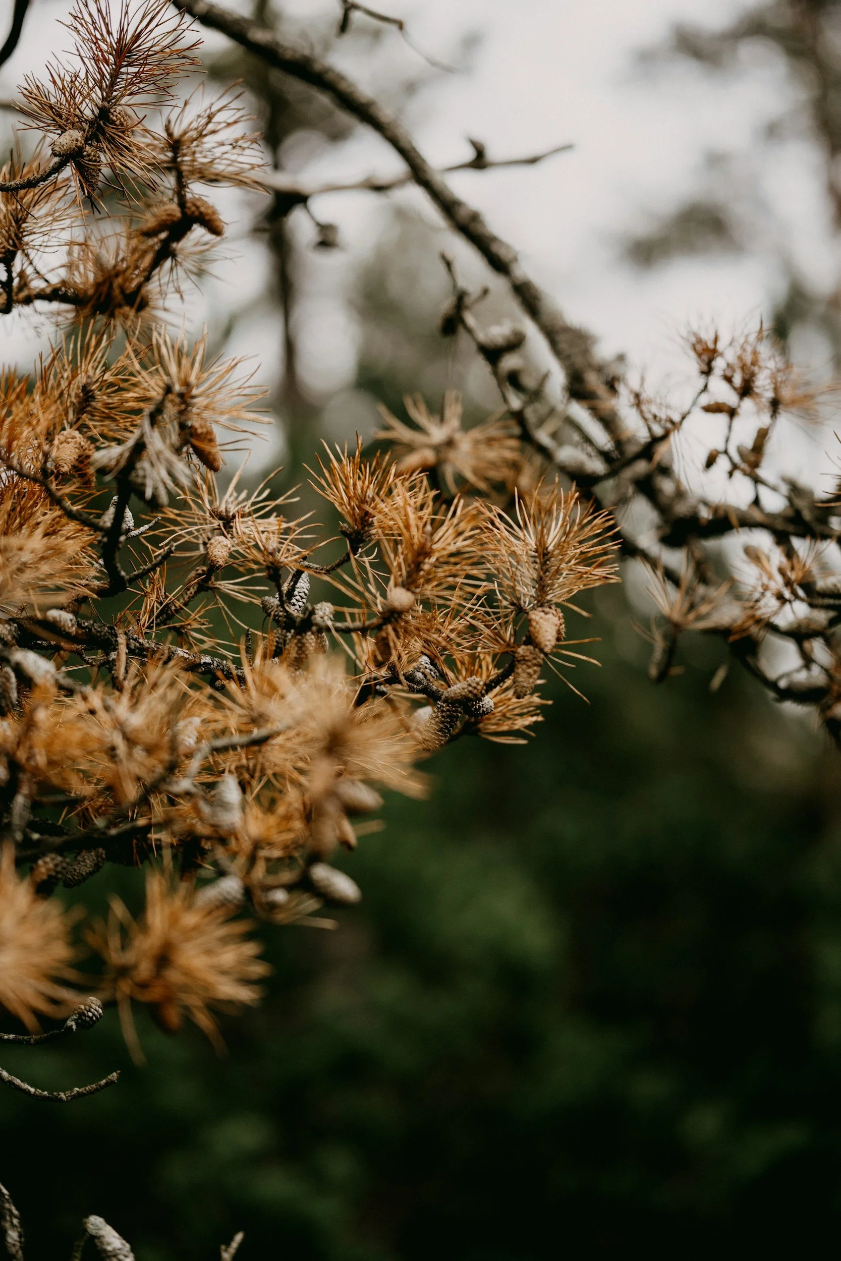 Craft: Foraged Yule Baubles