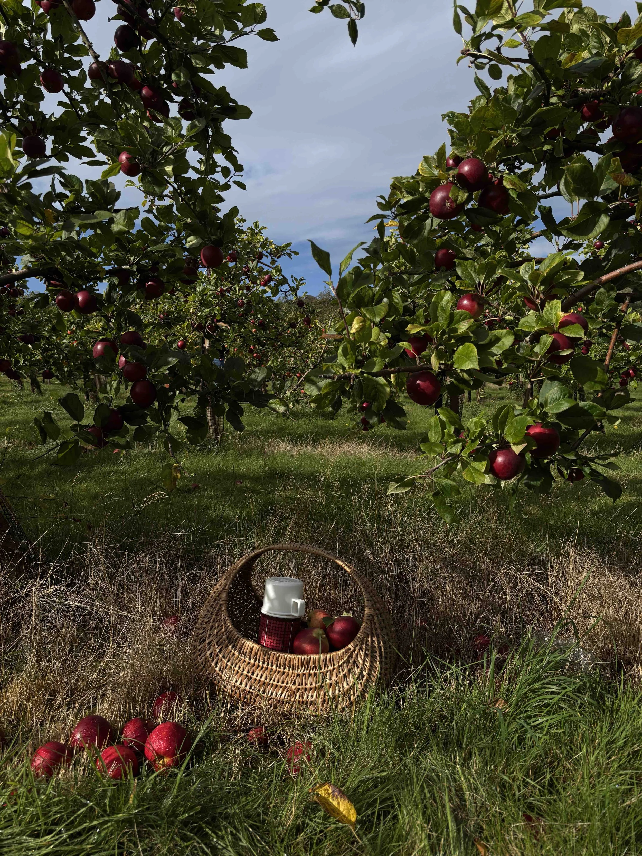 Reflections: Journaling Prompts - Mabon to Samhain