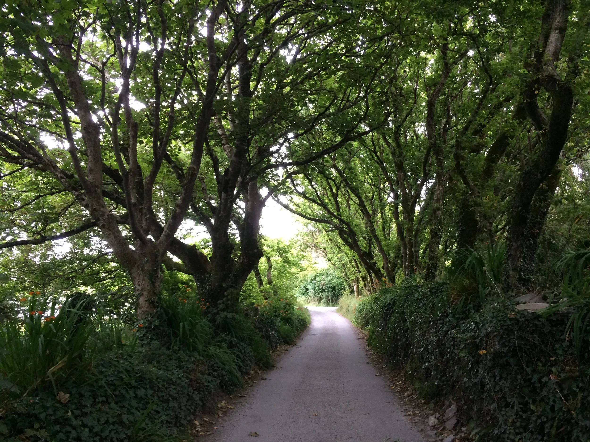 Tree covered pathway