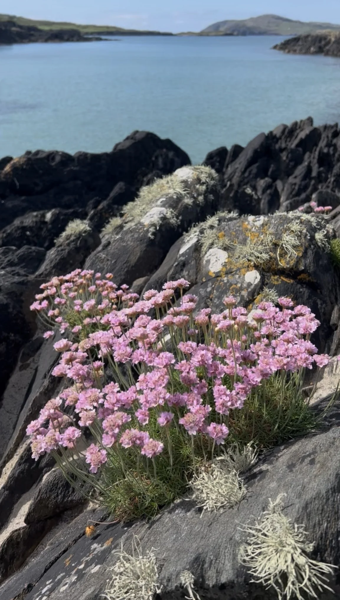 Pink flowers growing on a rocky terrain