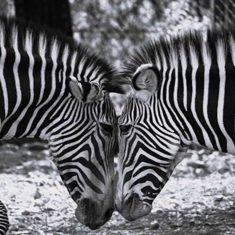 Belangenconflict en voorafgaande betrokkenheid