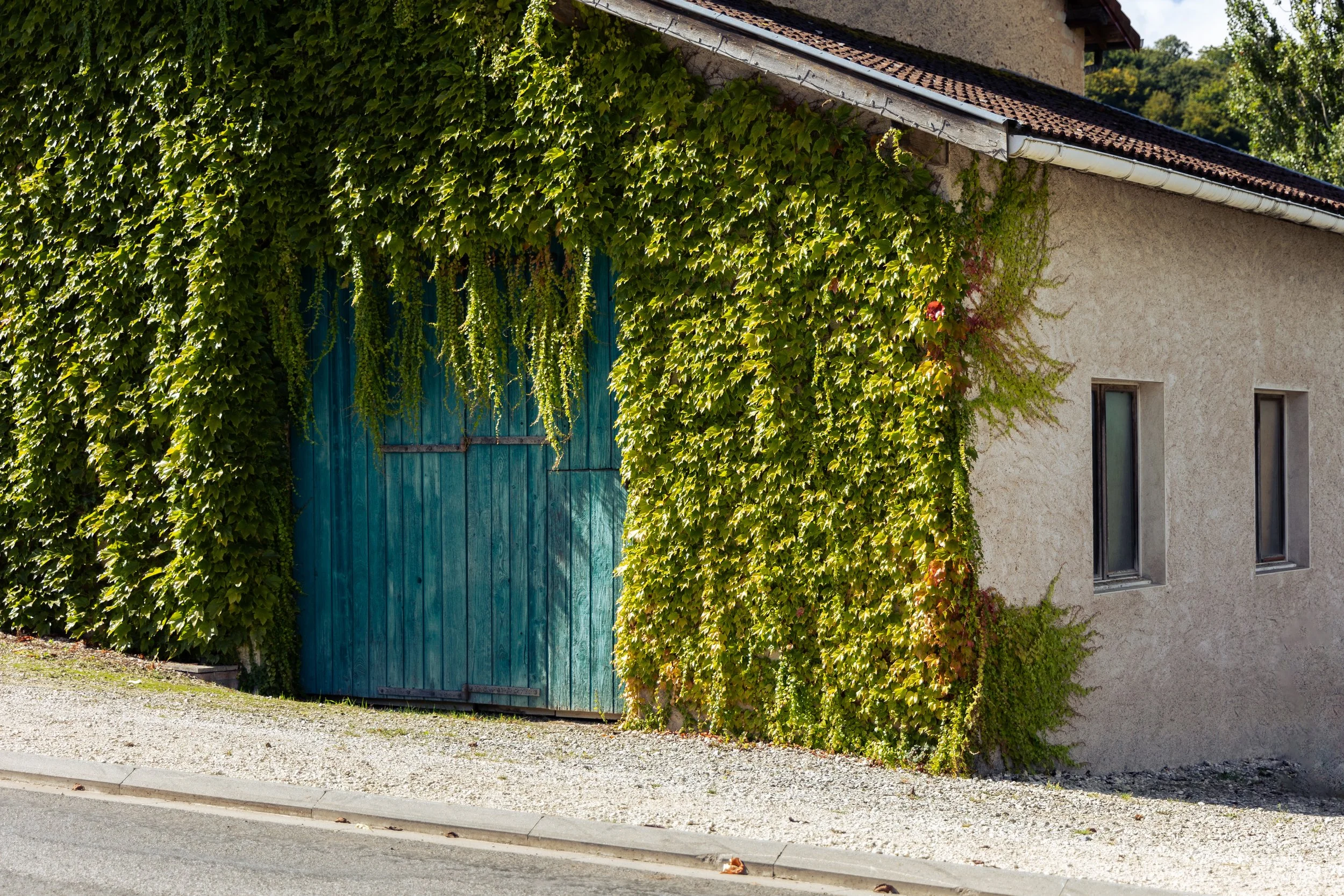 A beige building with two small windows partially covered in green ivy vines. There is a large, closed, teal colored wooden door on the side of the building, also partially covered in ivy. The building is next to a curb and seat sidewalk, with trees and a hill in the background.