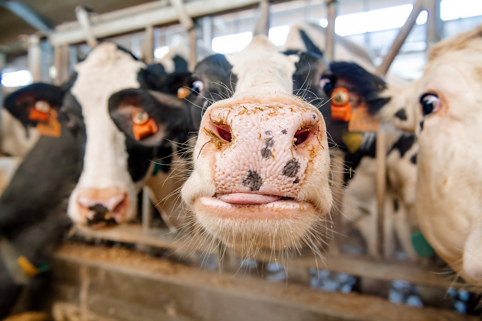 Close-up van een vers ennen de camera, met andere koeien op de achtergrond in een stal.