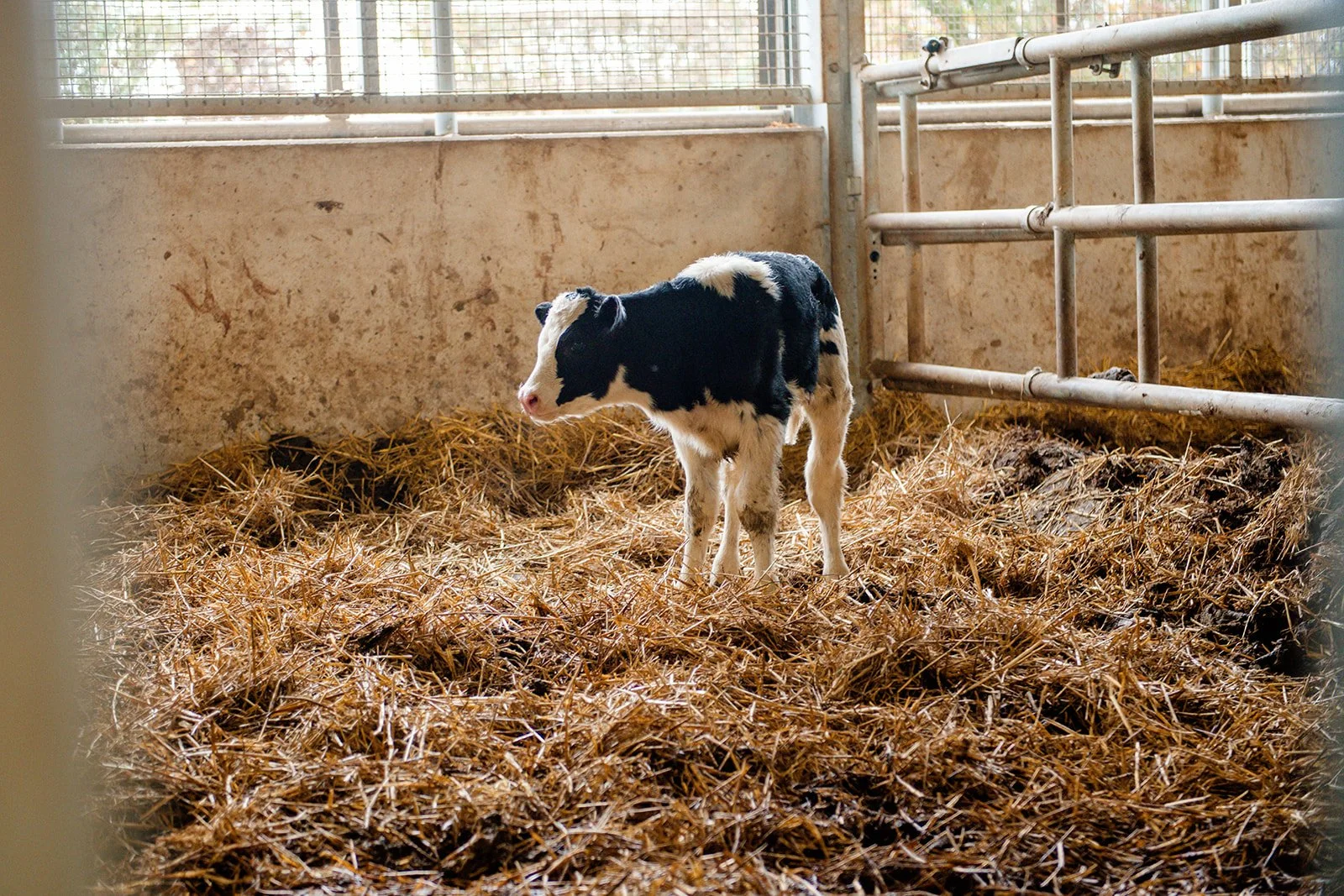 Een kalfje in een stal, met stro op de vloer en een metalen hek op de achtergrond.