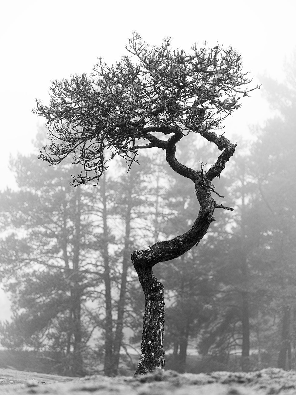 Dancing tree.jpg