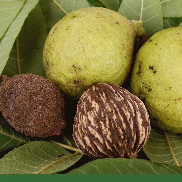 BlackWalnutHull_Powder_Juglansnigra_DriedHerb_Organic_1.webp