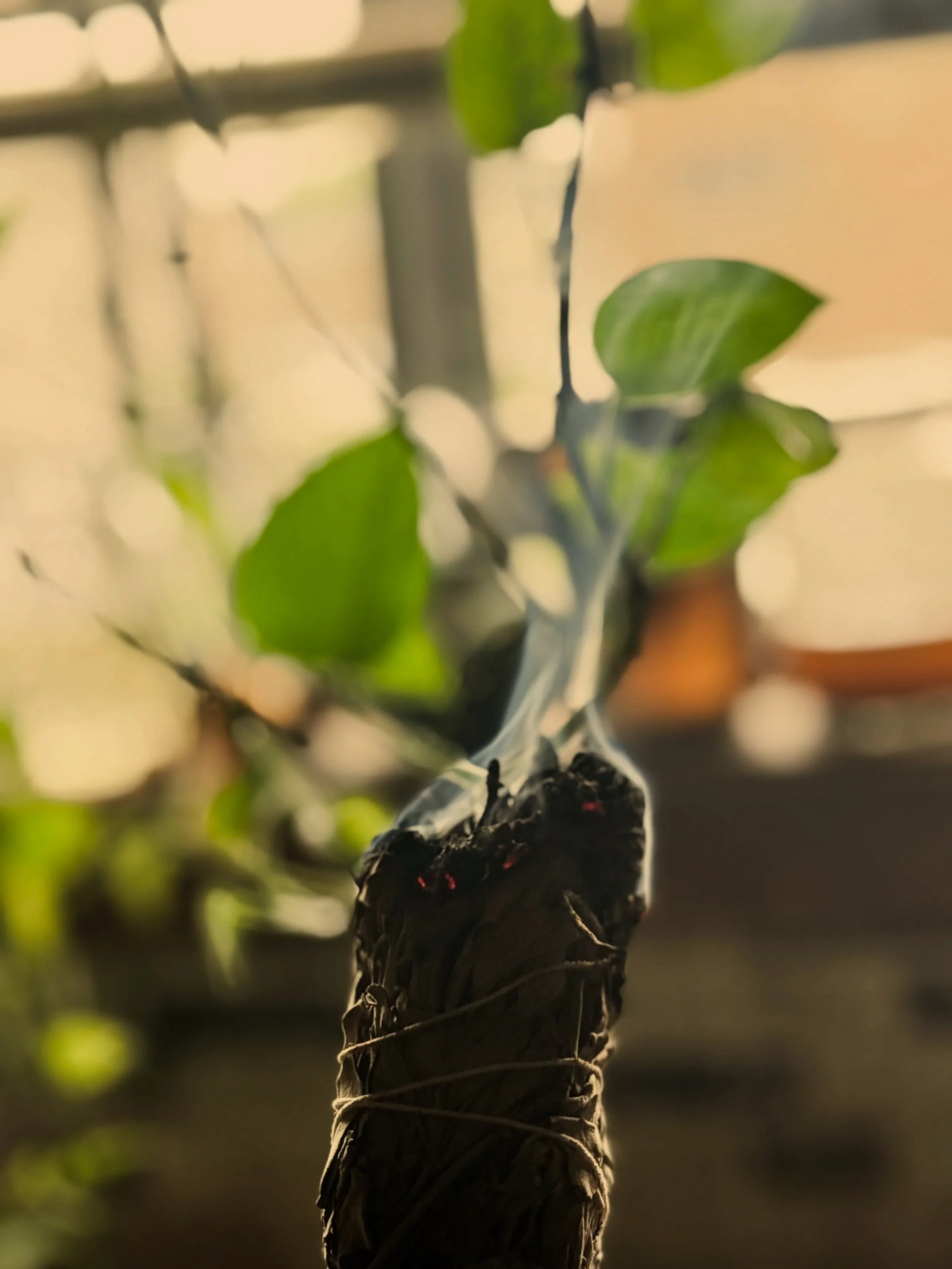 Close-up of a young plant with green leaves growing in dark soil, wrapped with a transparent plastic bag, possibly for gardening or propagation.