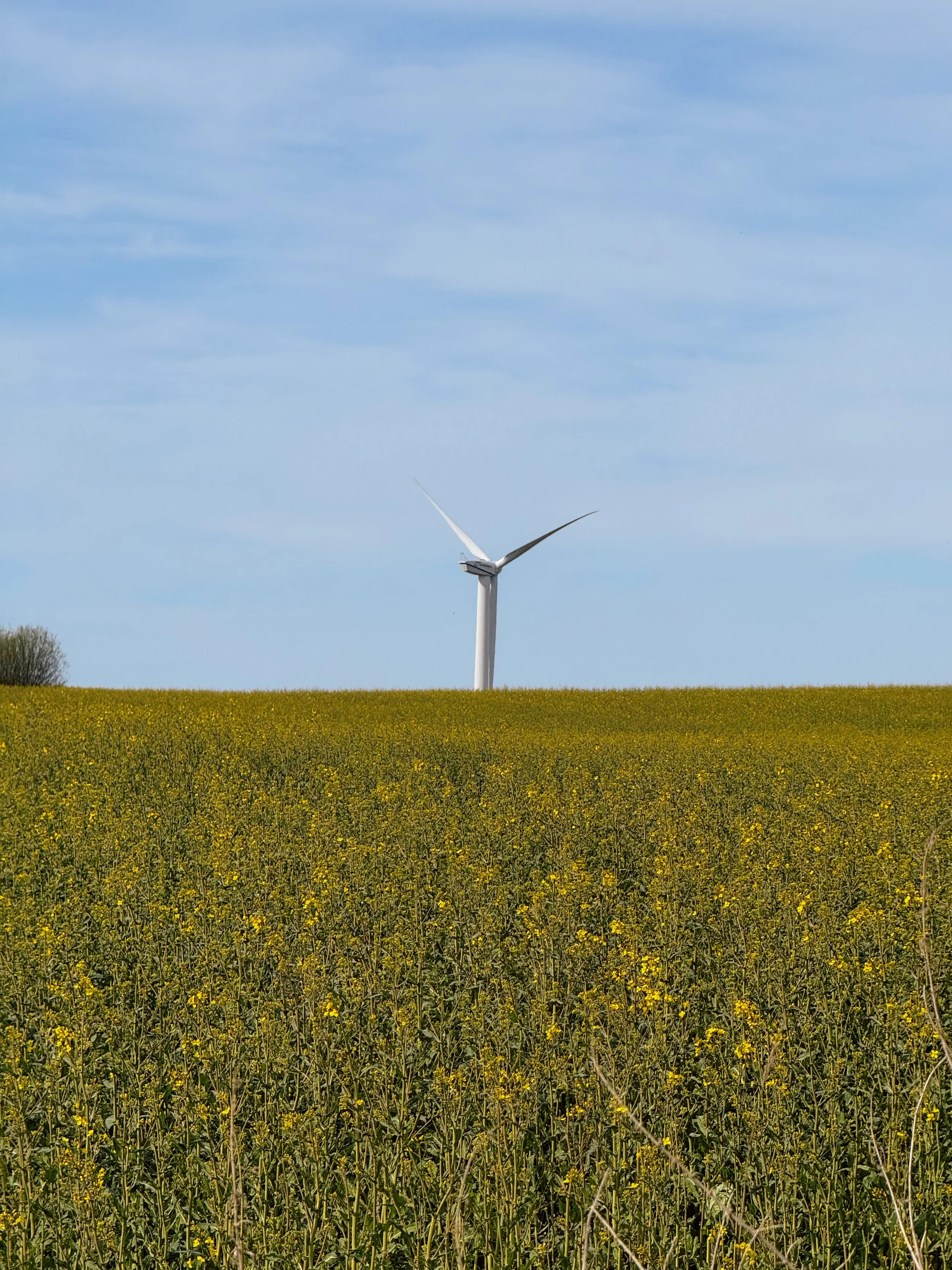 Yellow flowers and a wind turbine along the BER-CPH (Road Edition) route