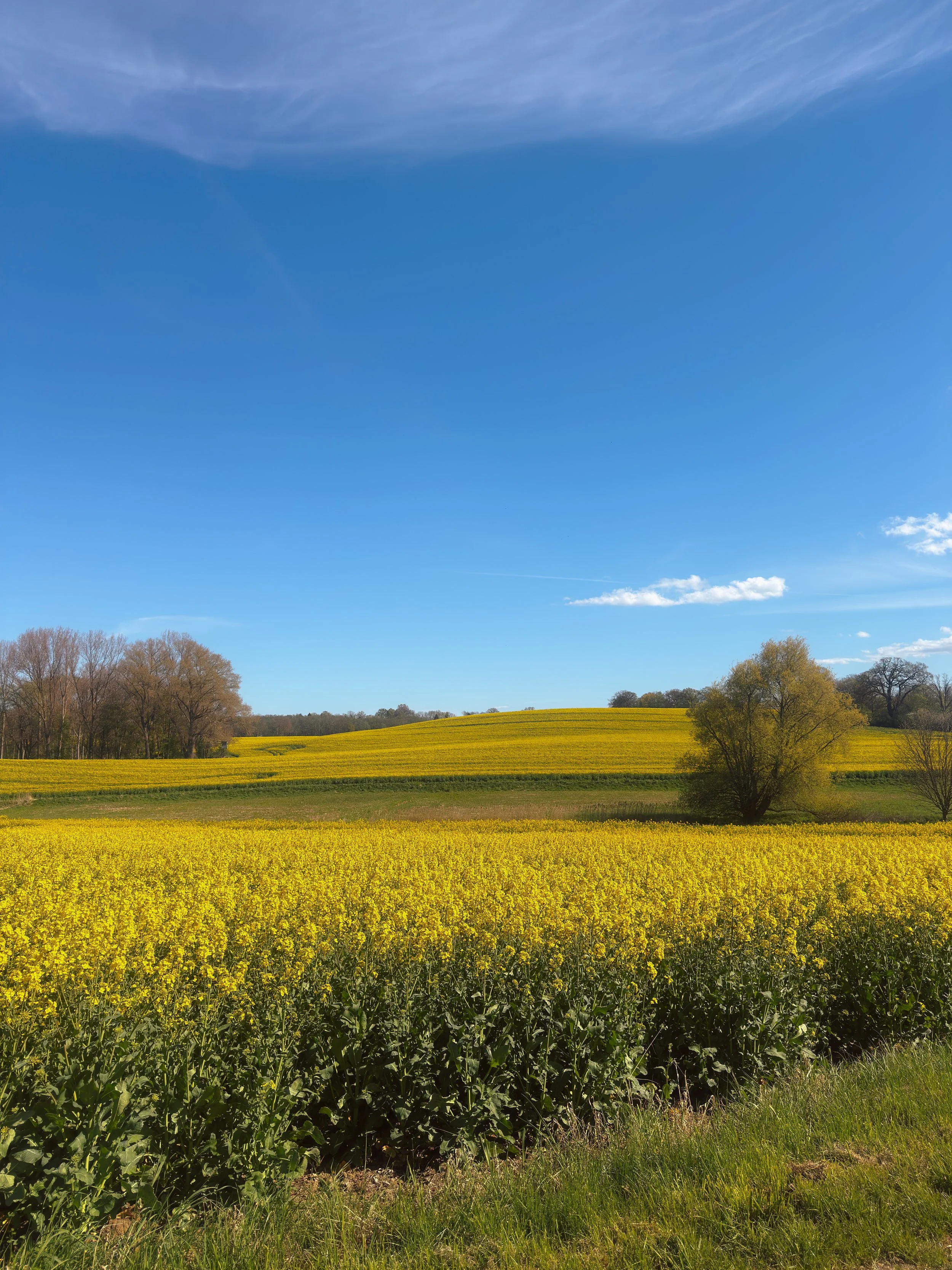 Yellow flowers along the BER-CPH (Road Edition) route