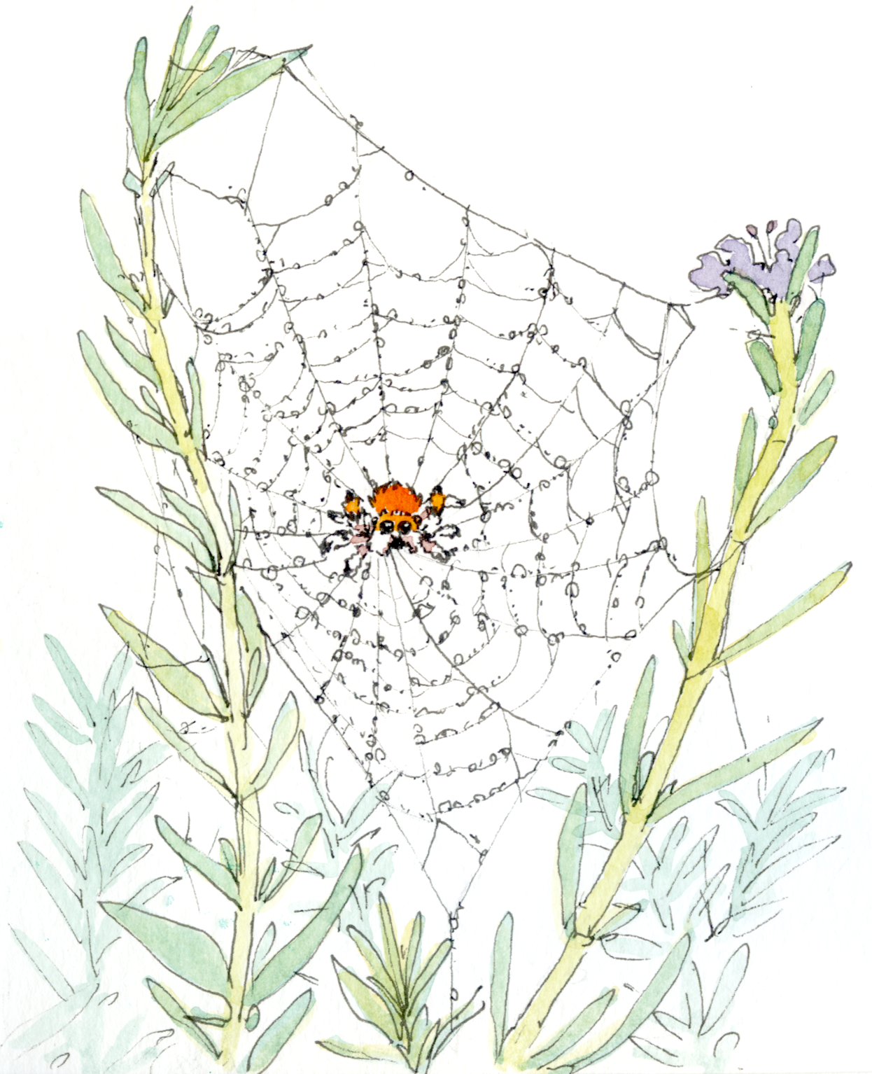 Illustration of a spider web with a small orange spider at the center, surrounded by green plants with purple flowers.
