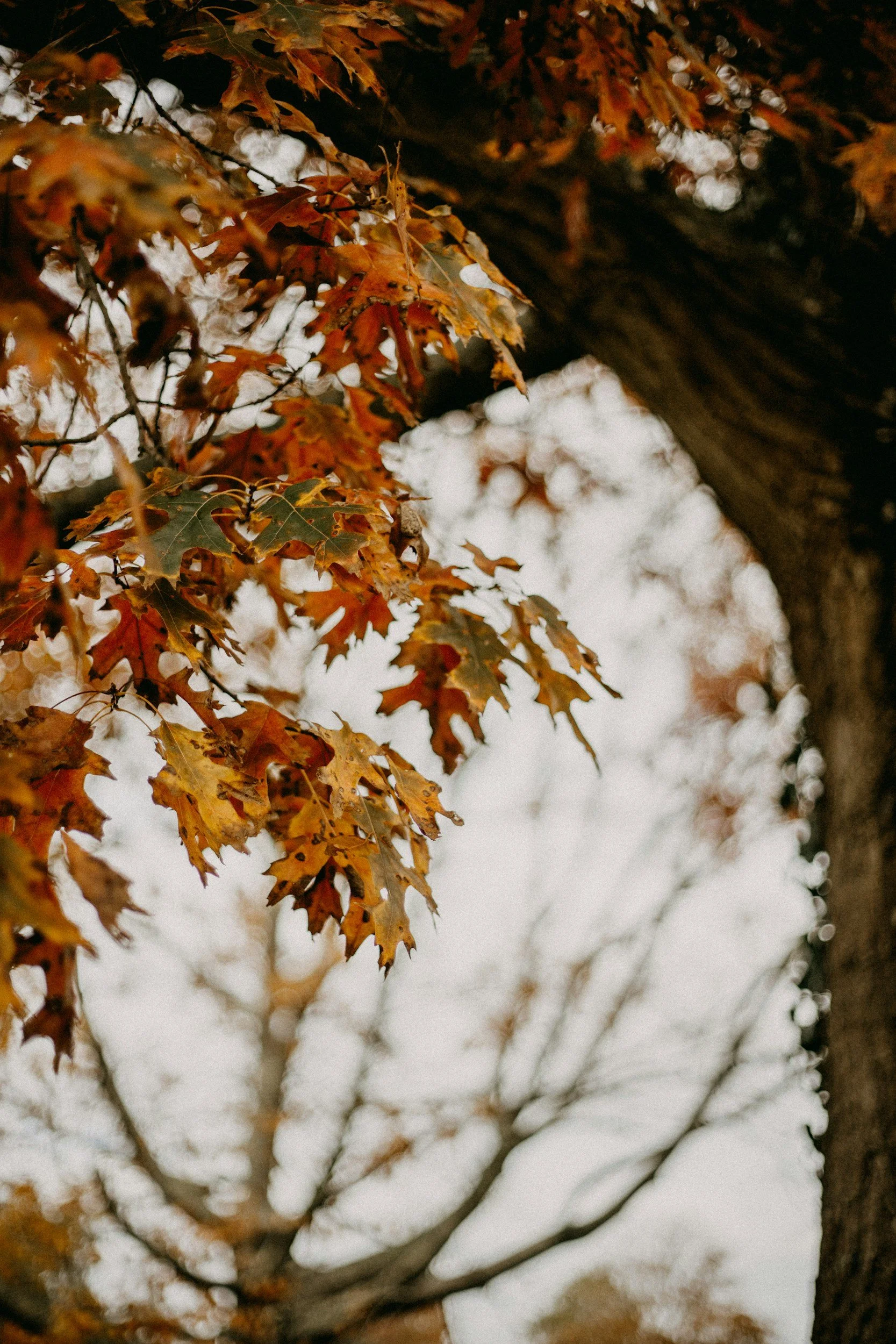 colored leaves autumn fall
