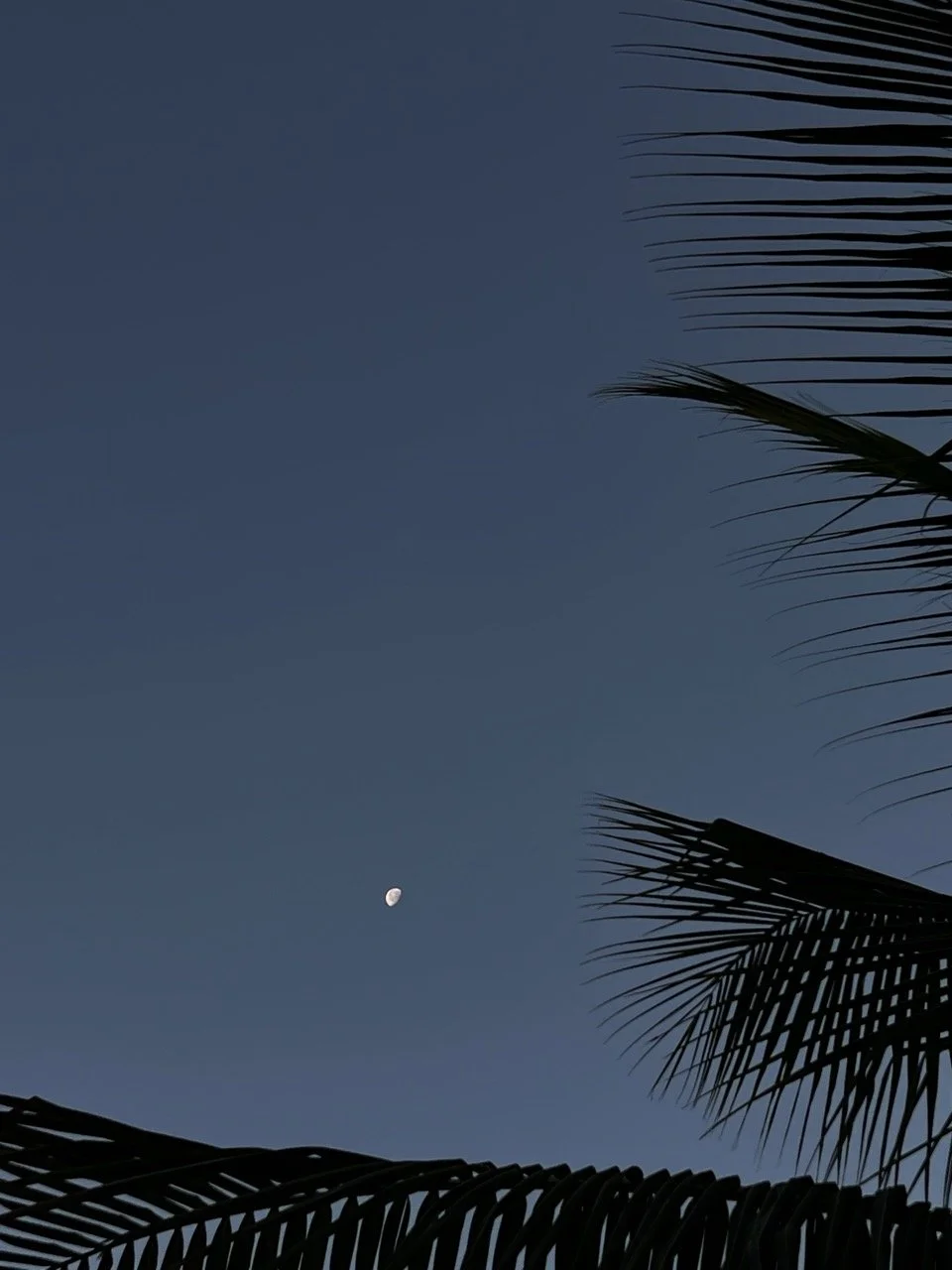 anaurora- hernandez-dupe (2) copy Large.jpeg