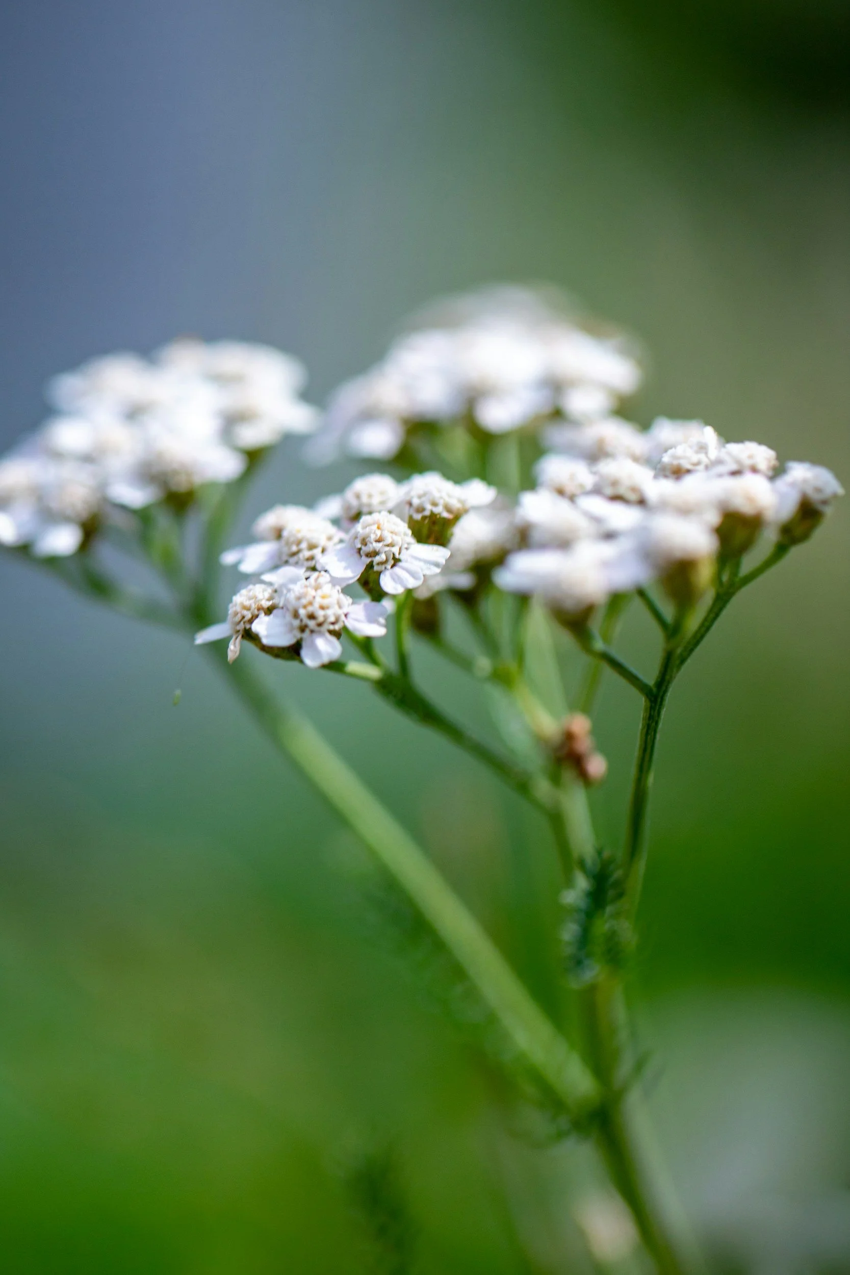 Weiße Blüten einer Pflanze vor unscharf grünem Hintergrund.