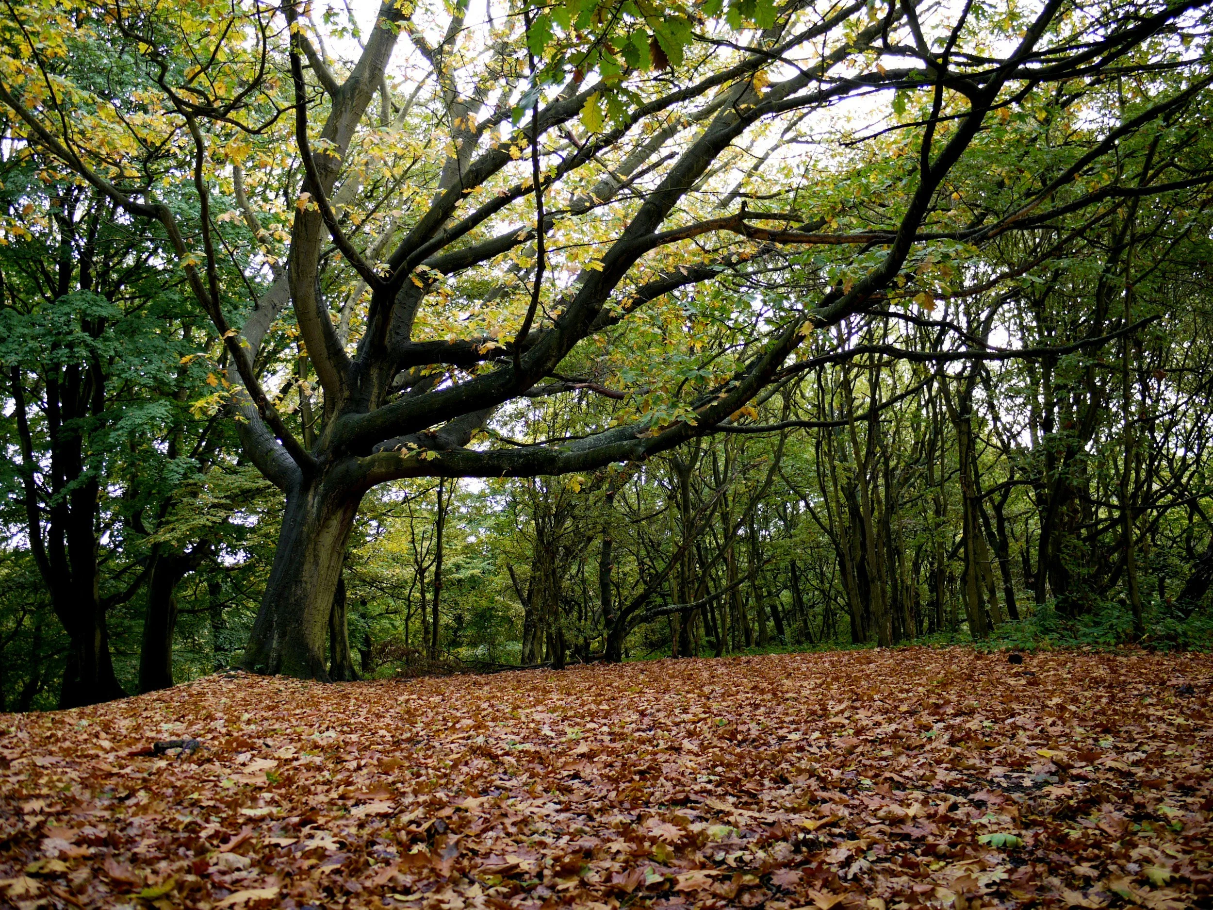 Can Hypnotherapy really help anxiety? How It works, why It helps, and what to expect