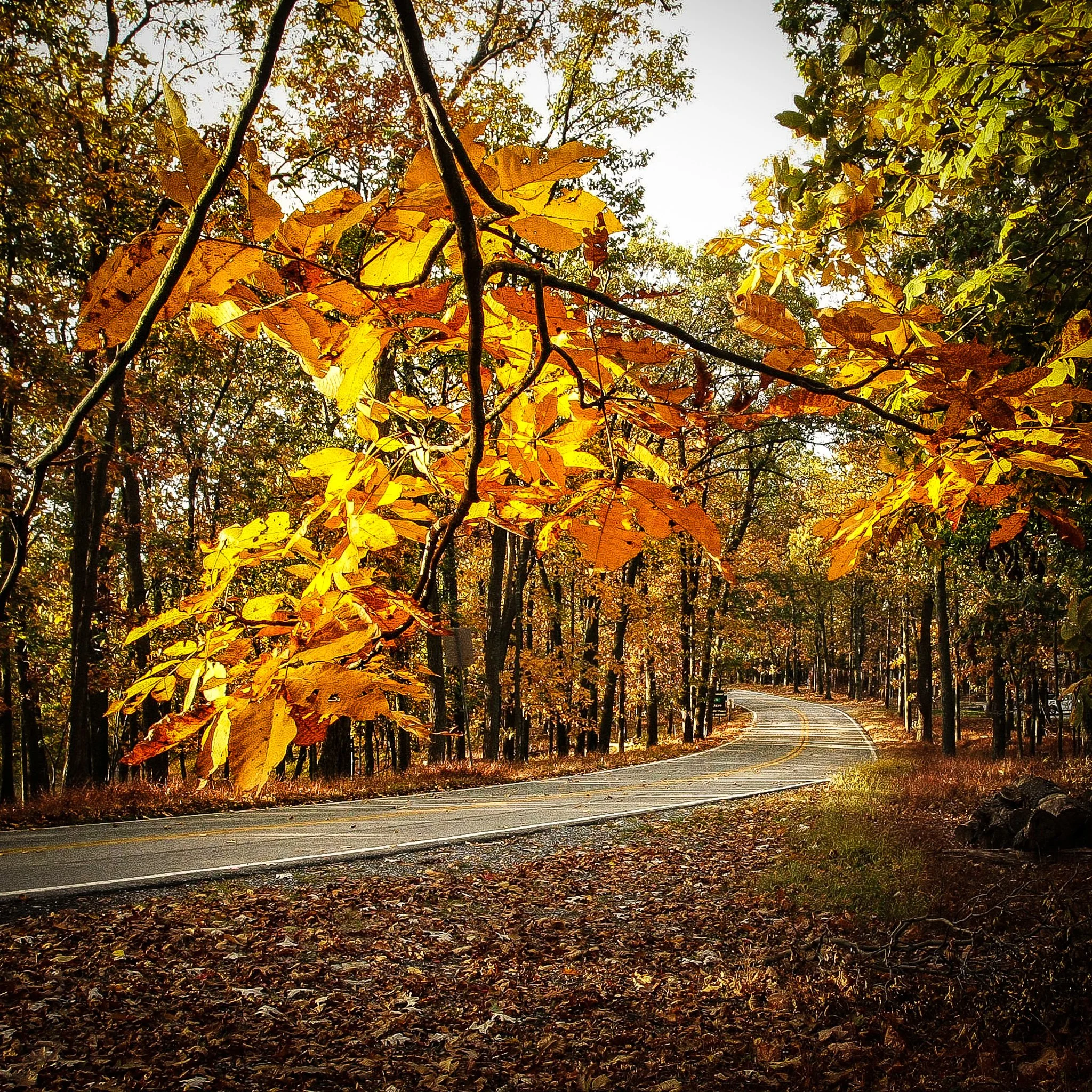GambrillParkRoadLeaves-20081018.jpg