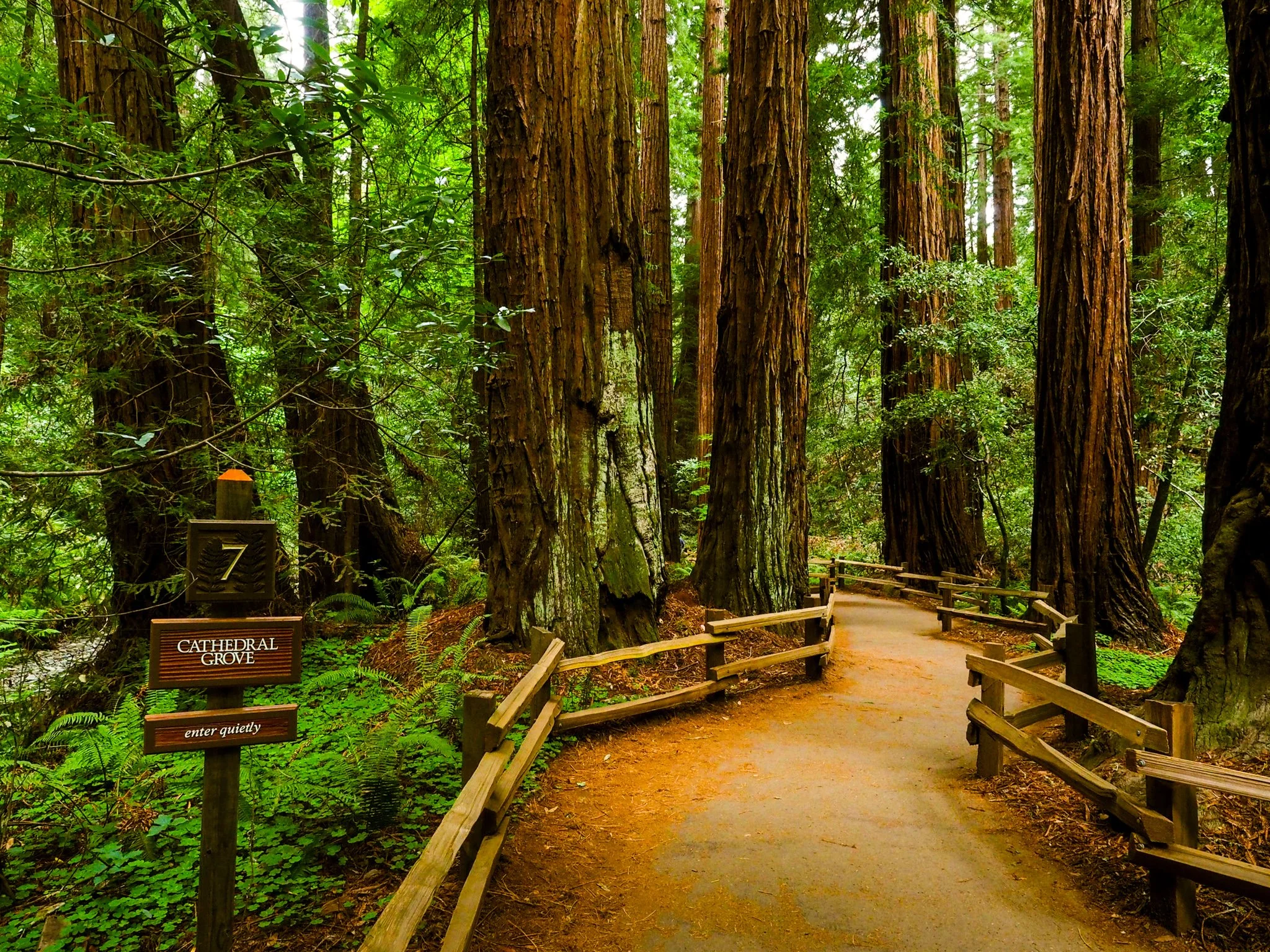 Muir-Woods-2014-67.jpg