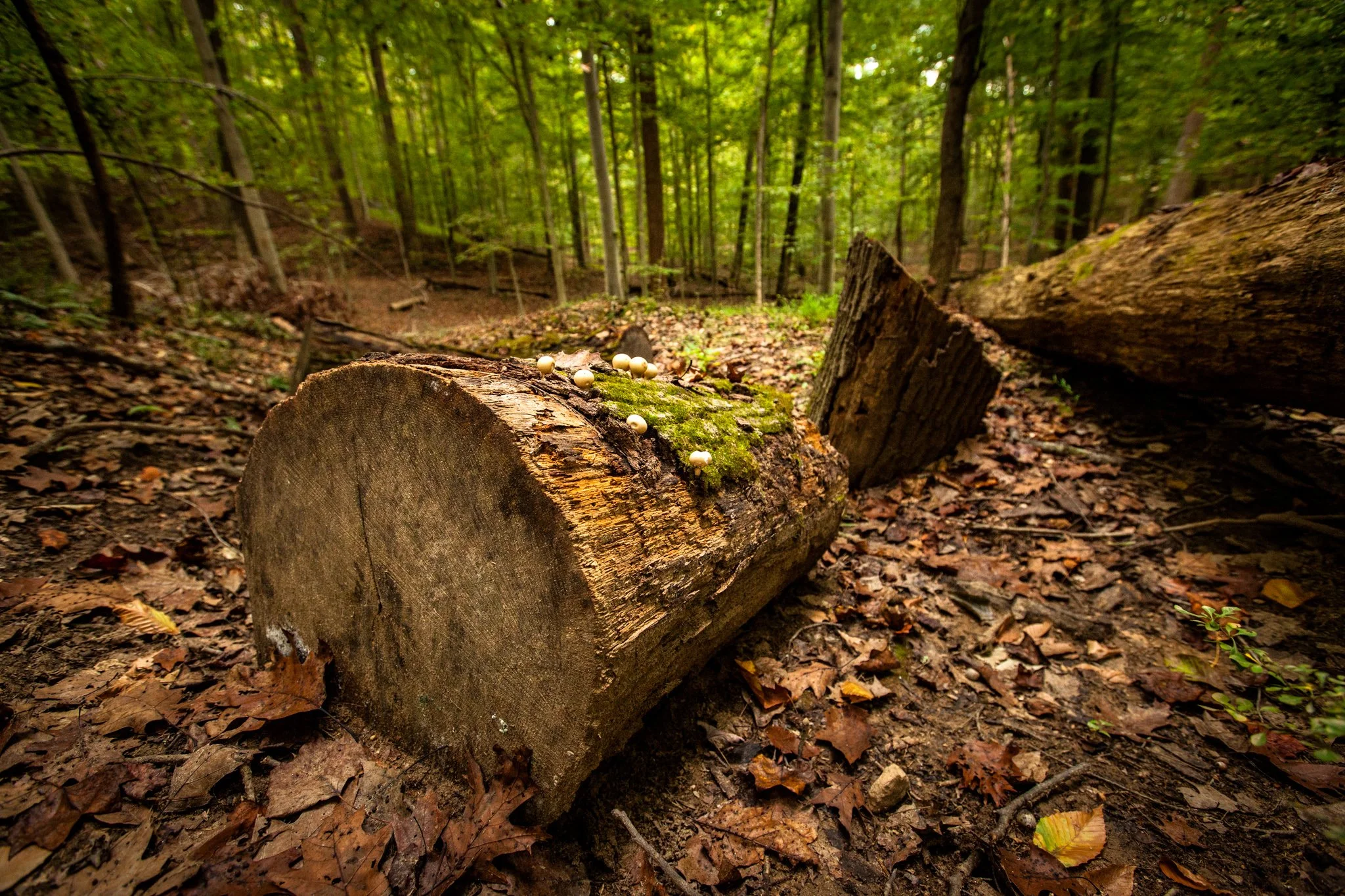 McKeldin Sept 2017-28.jpg