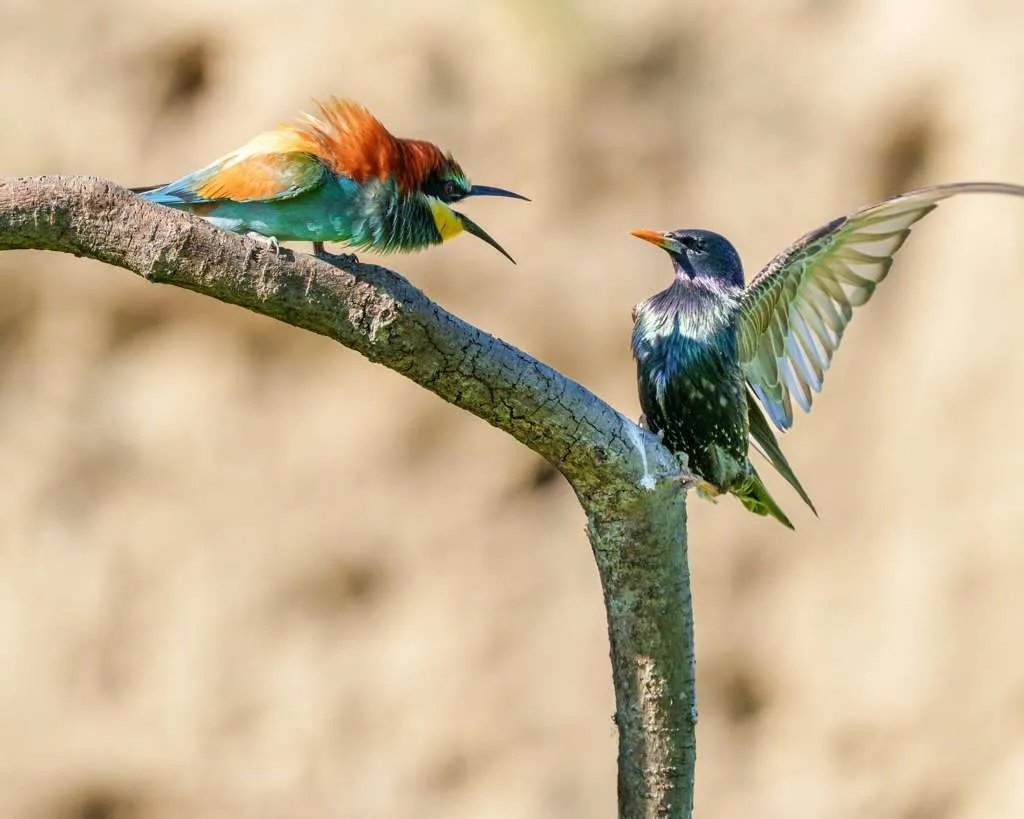 Two colorful birds sit opposite each other on a bent tree branch. The one with ruffled orange, blue and yellow feathers is screaming at the other bird. The green, blue and purple bird has a wing outstretched, and is prepared to take off.